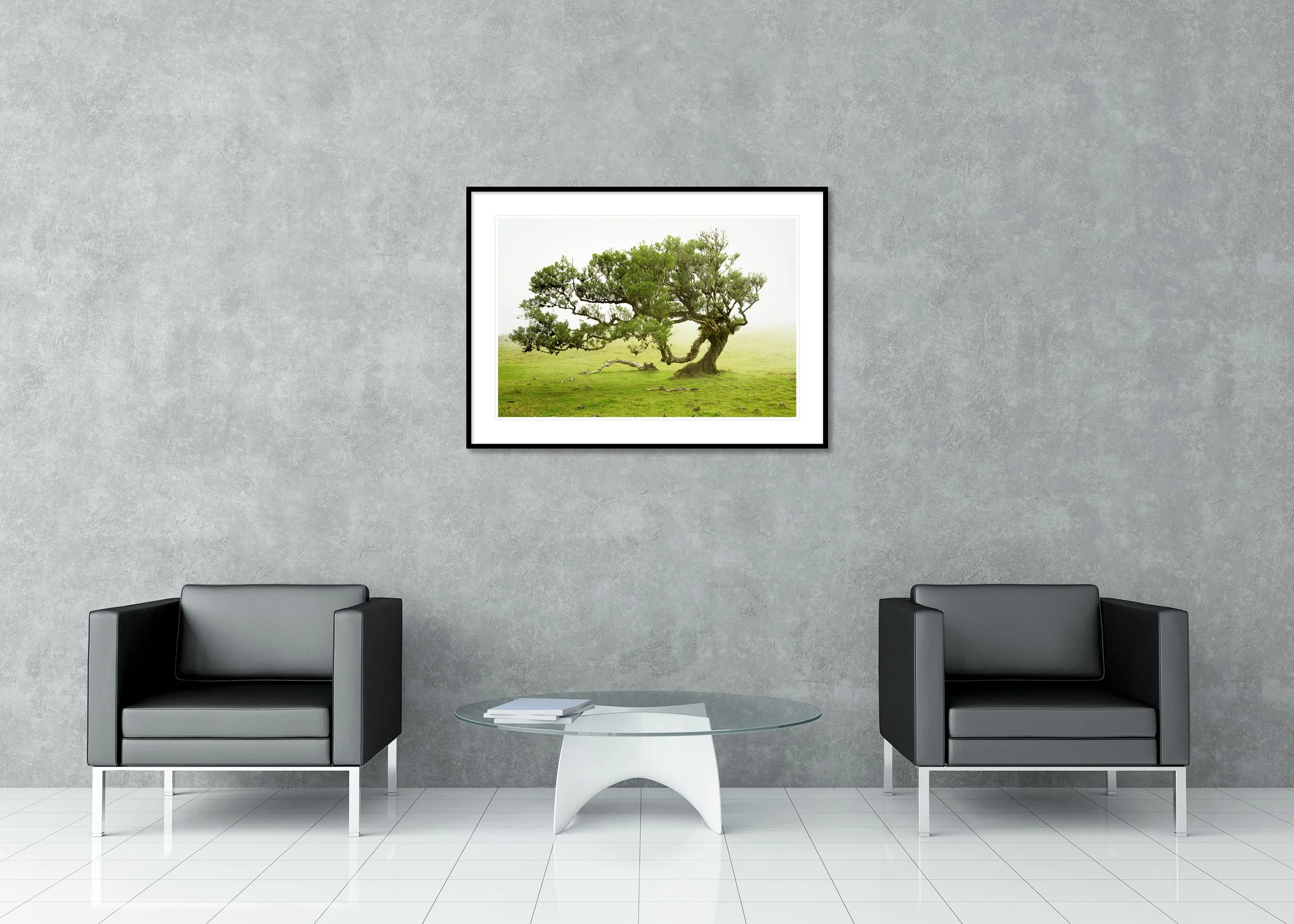 Wind-shaped laurel tree in fog and mist above a green meadow, Madeira, Portugal, archival pigment print in a classic frame with passe-partout.