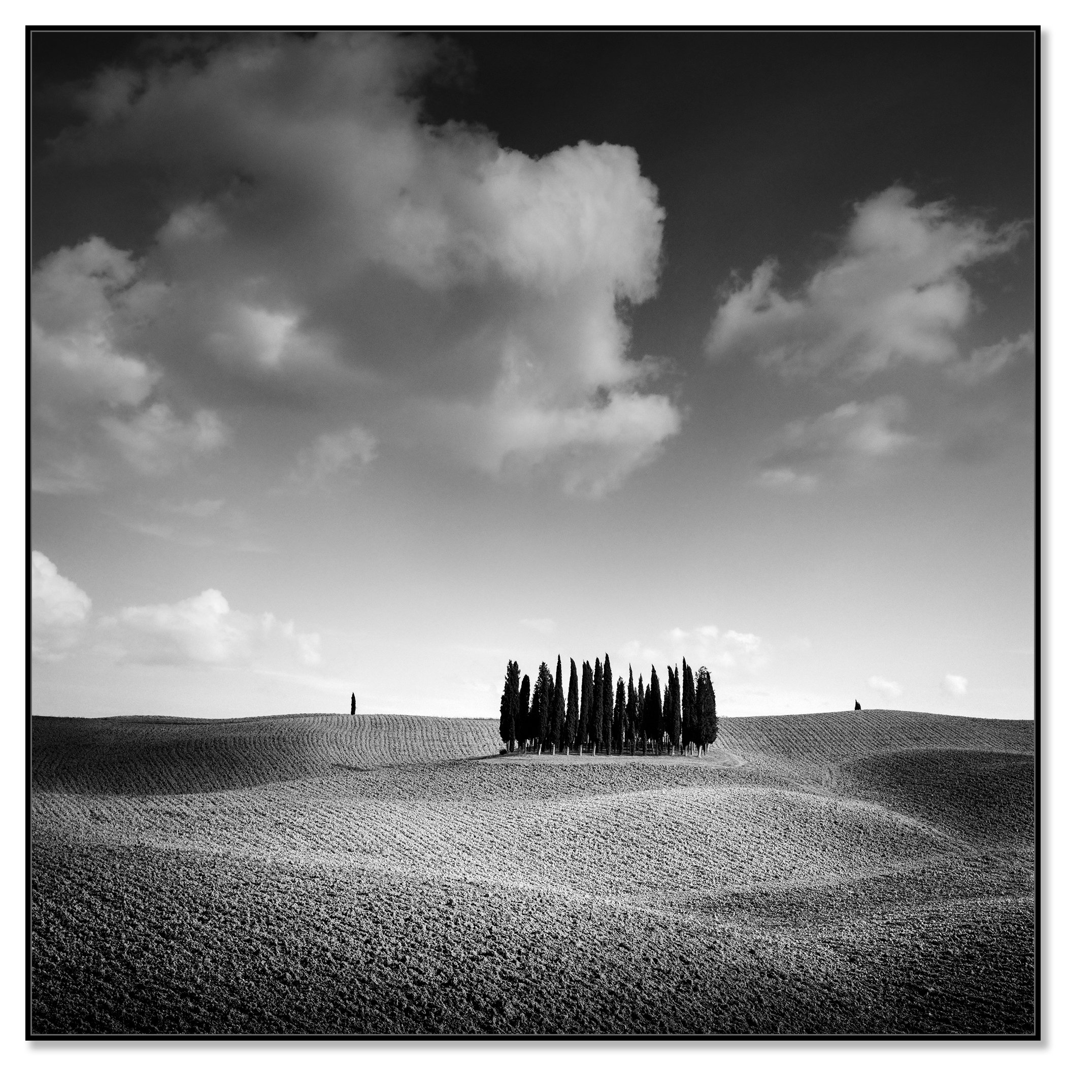 Cypress Hill, Study 1 – black-and-white photograph on Dibond in a black aluminium ArtBox frame.