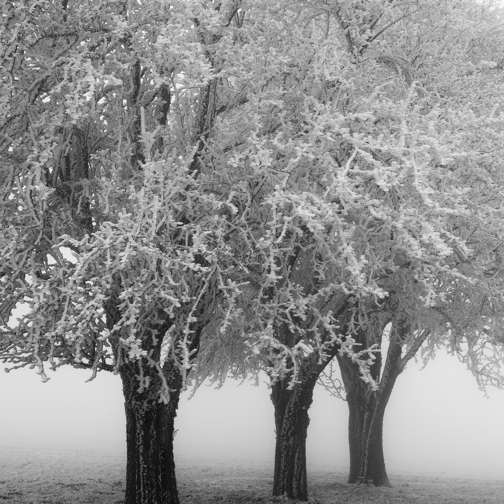 Detailed monochrome tones and frost-covered branches in Frozen Apple Trees Study 2, Austrian winter landscape by Gerald Berghammer.