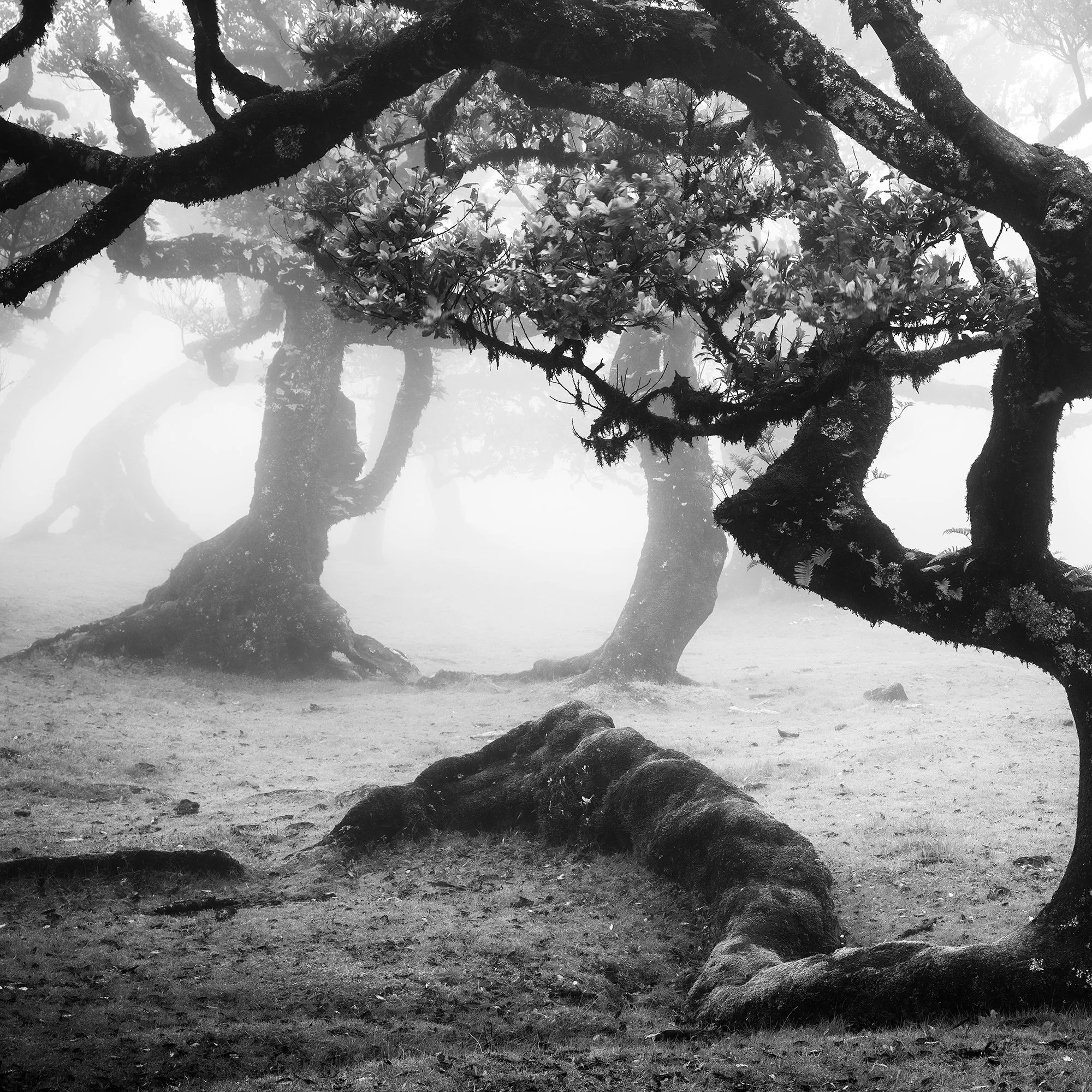 Detail view of Ancient Laurisilva Forest, Study 13 – black-and-white fine art photograph by Gerald Berghammer.