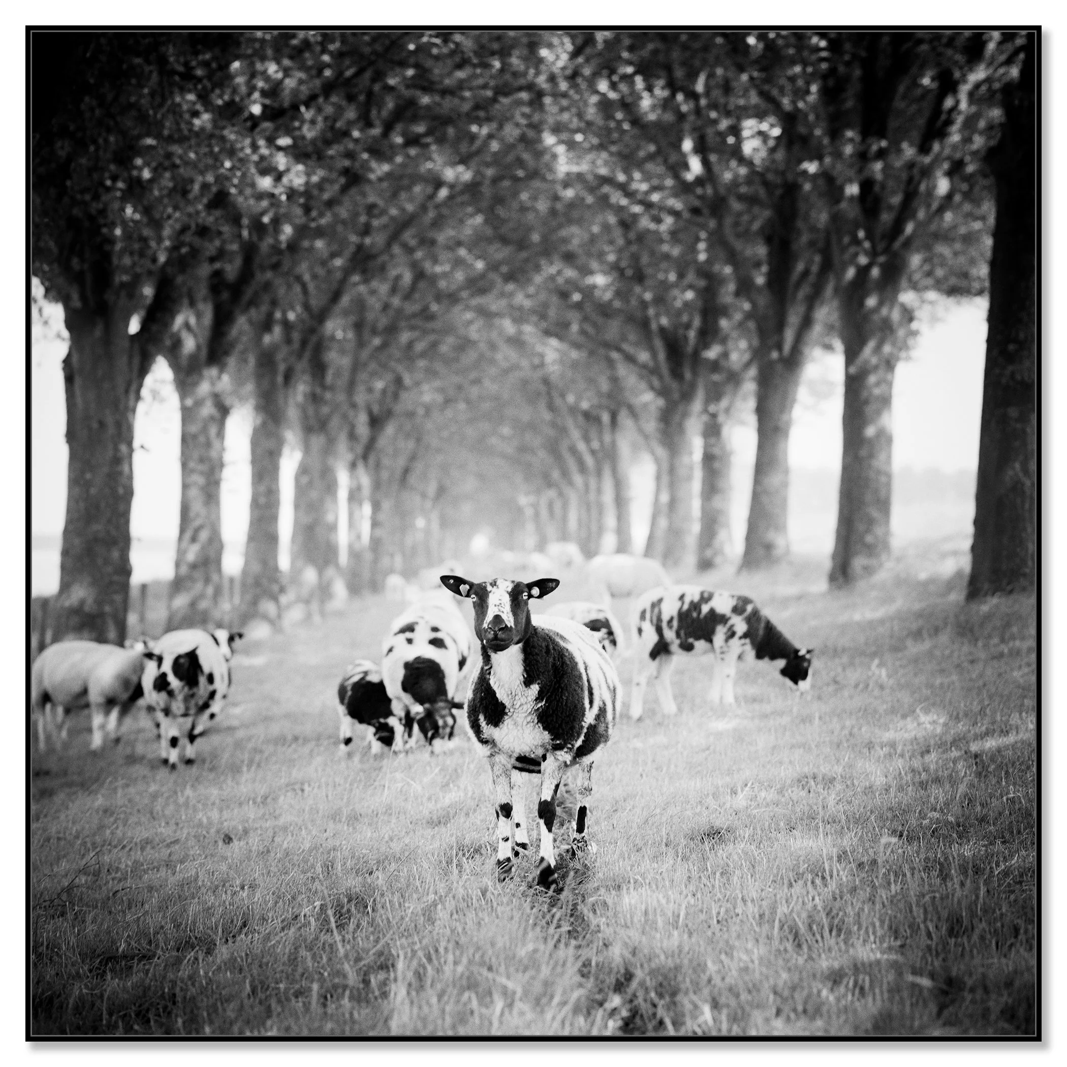 Shaun the Sheep Study 1 – Netherlands, black-and-white photograph in a black aluminium ArtBox frame