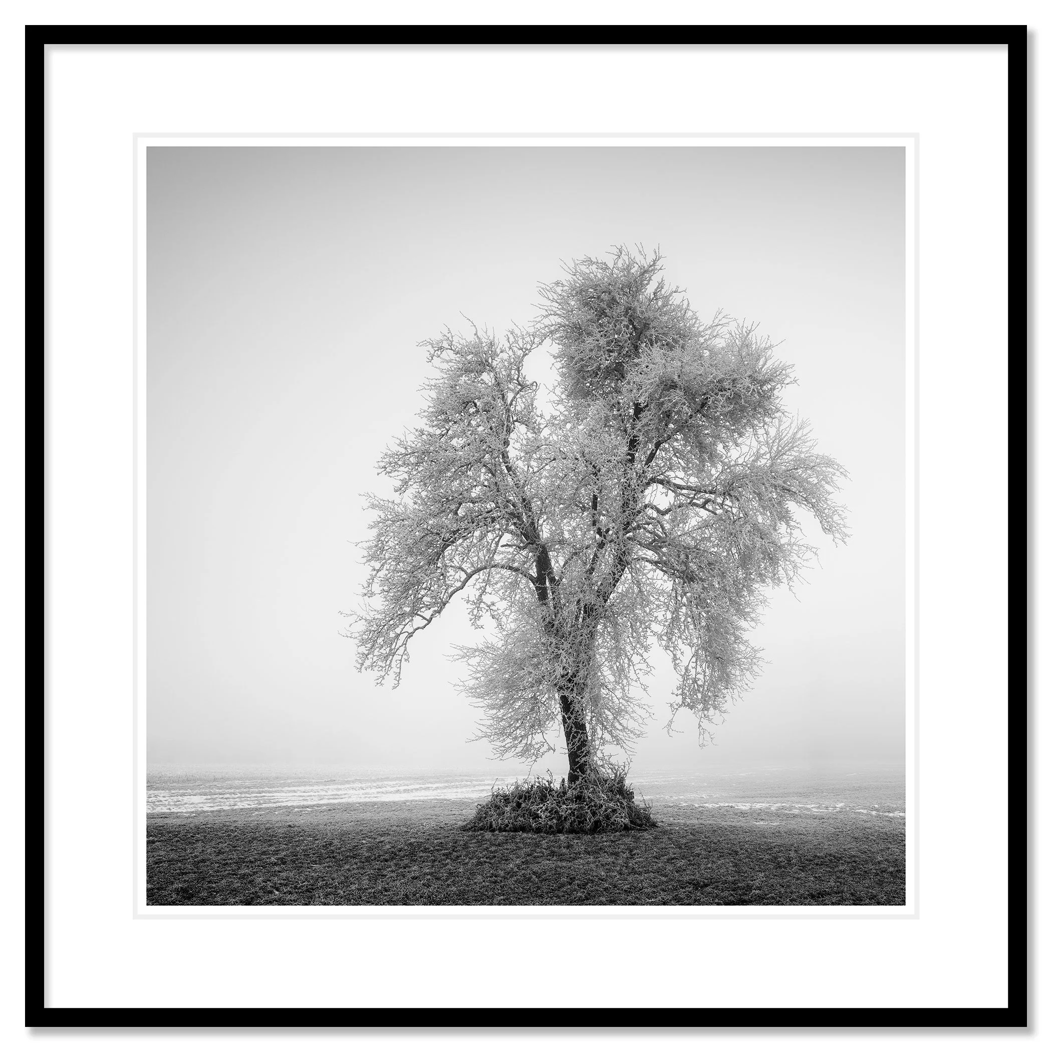 Hoarfrosted Lonely Tree, Study 1 as an archival pigment print in a black aluminium frame with a white mount by Gerald Berghammer.