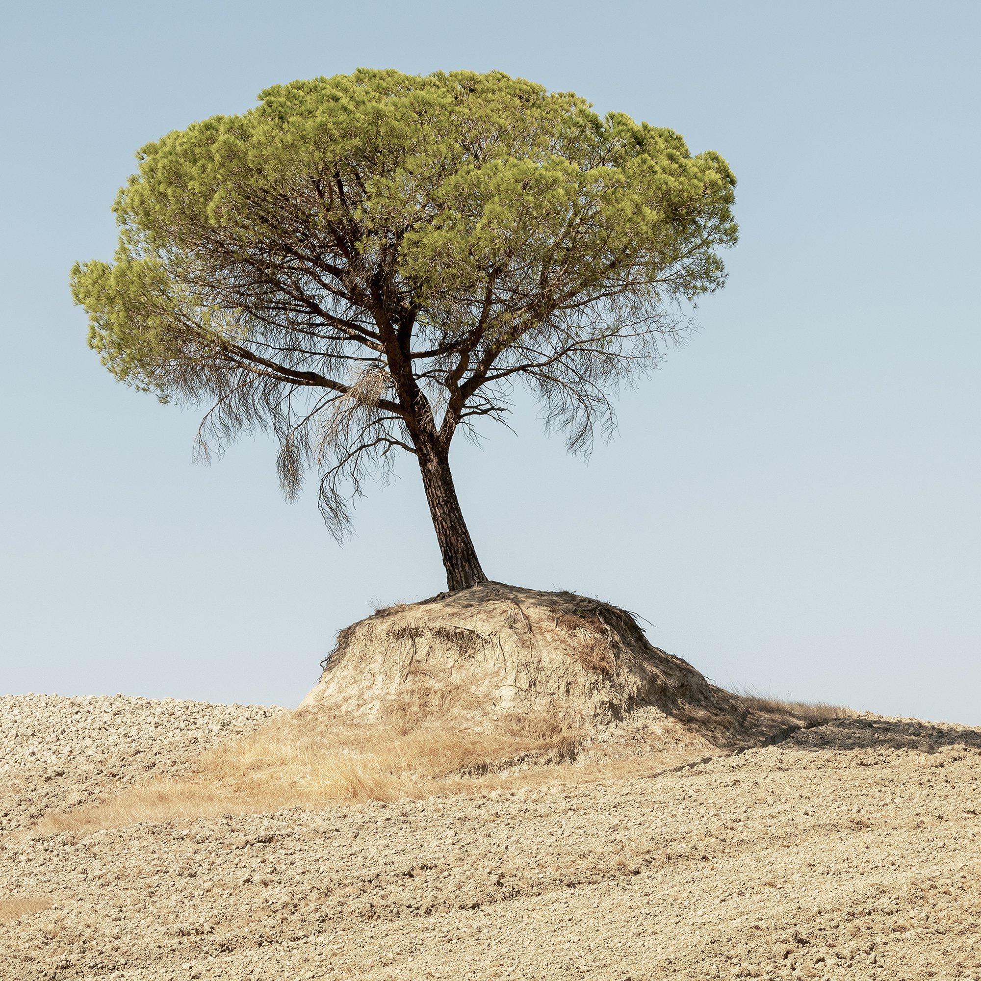 © 2021 Gerald Berghammer - Color Fine Art Landscape Photography. Single Italian Stone Pines on a small hill in a dry, barren landscape under a clear blue sky. Print detail 3