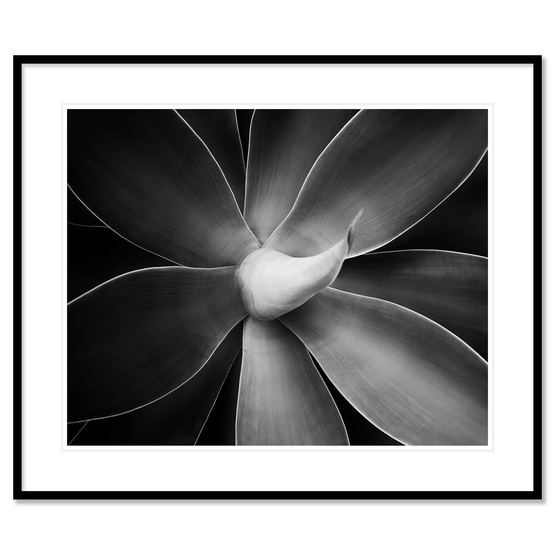 Abstract black-and-white macro photograph of a flower with layered petals and soft tonal gradients, Classic frame black