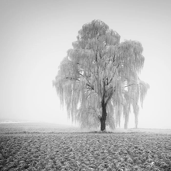 Frozen Willow Tree – Study 1, Austria | Gerald Berghammer