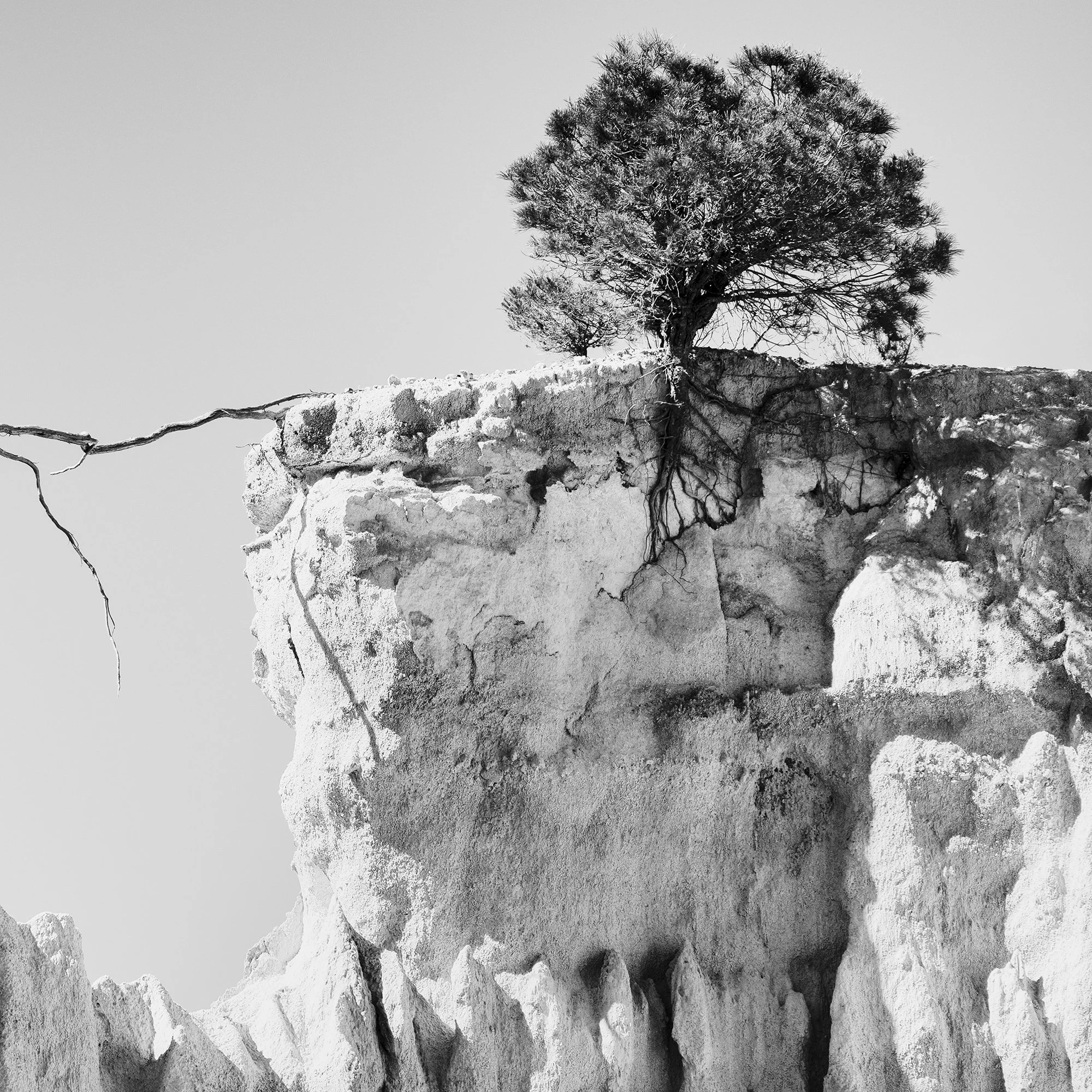 Detail of The Organs of Ille-sur-Tet Study 3 showing exposed tree roots above the eroded rock face by Gerald Berghammer.