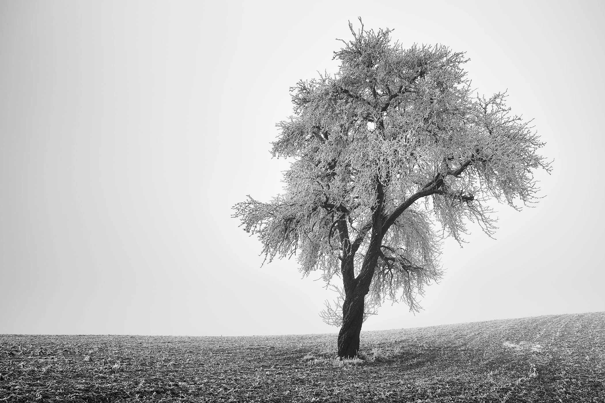 Black-and-white photo of a solitary tree on a gently sloping field beneath a minimal sky.
