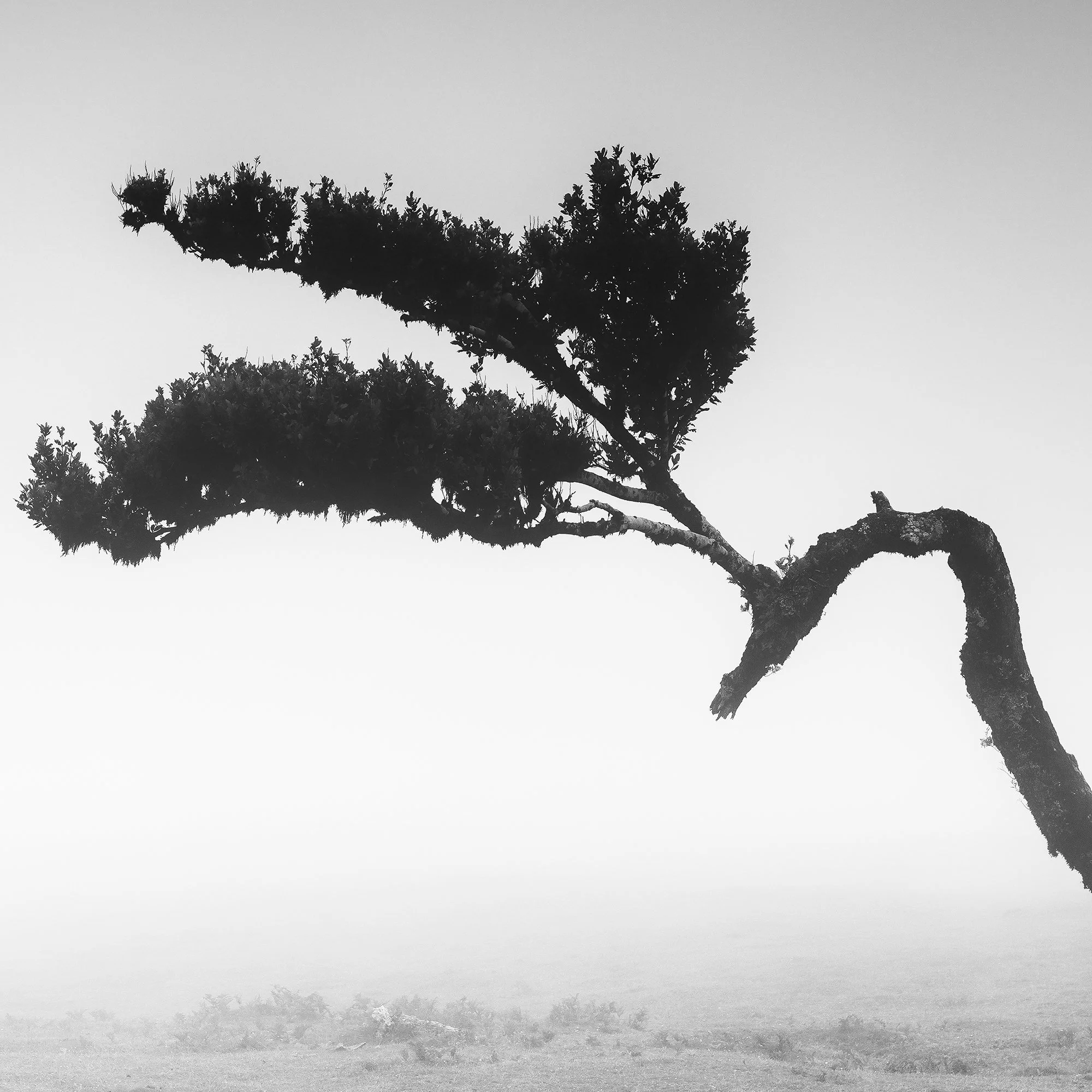 Close detail of the wind-shaped laurel tree in Two Trees in the Mist Panorama by Gerald Berghammer.