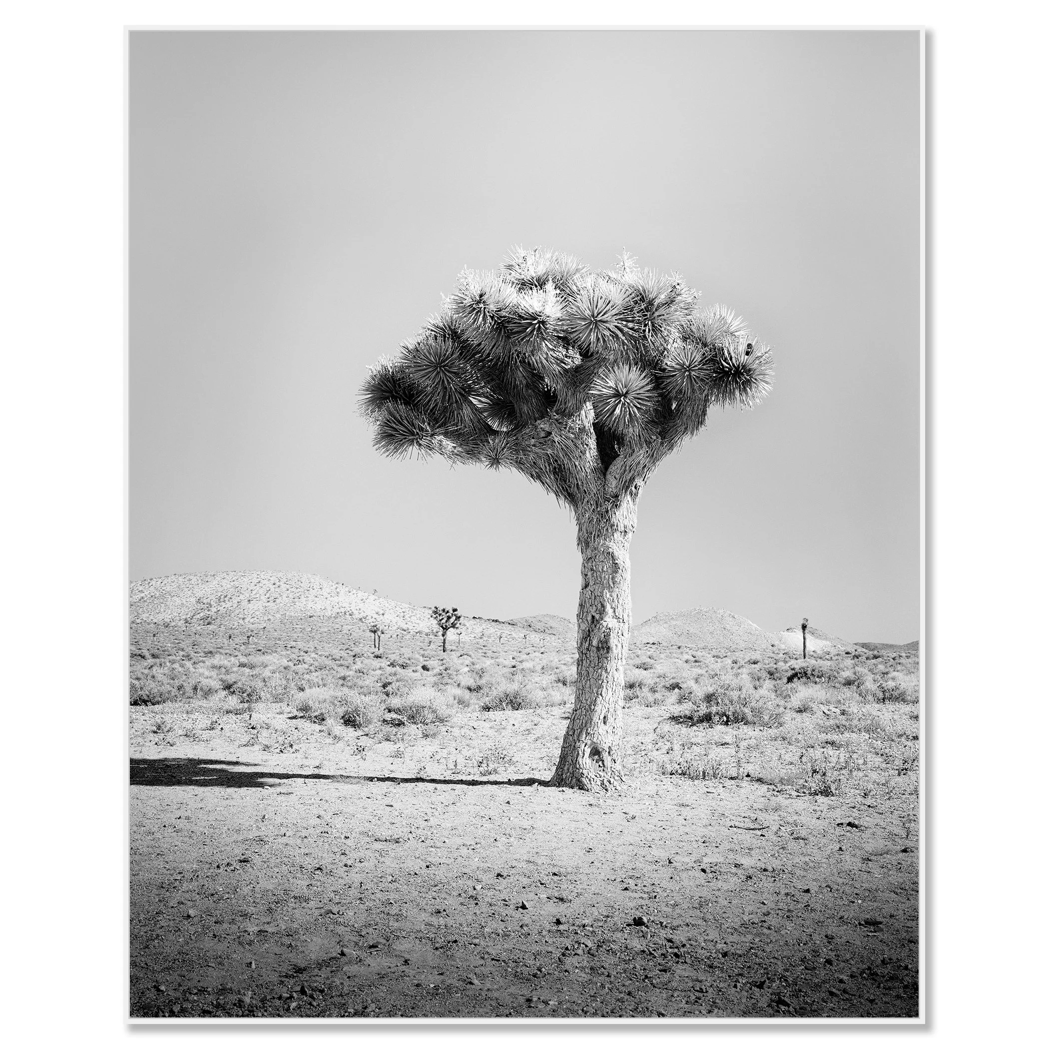 oshua Tree Study 1 by Gerald Berghammer in a white aluminium ArtBox frame