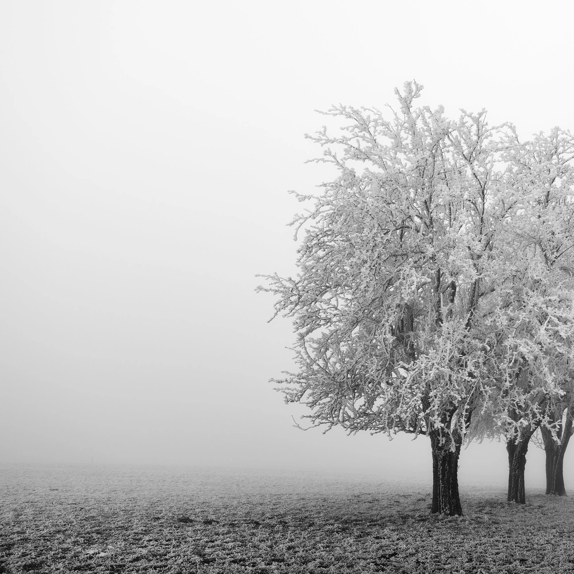 Detail of frost-covered apple trees in Frozen Apple Trees Panorama Study 1 by Gerald Berghammer.