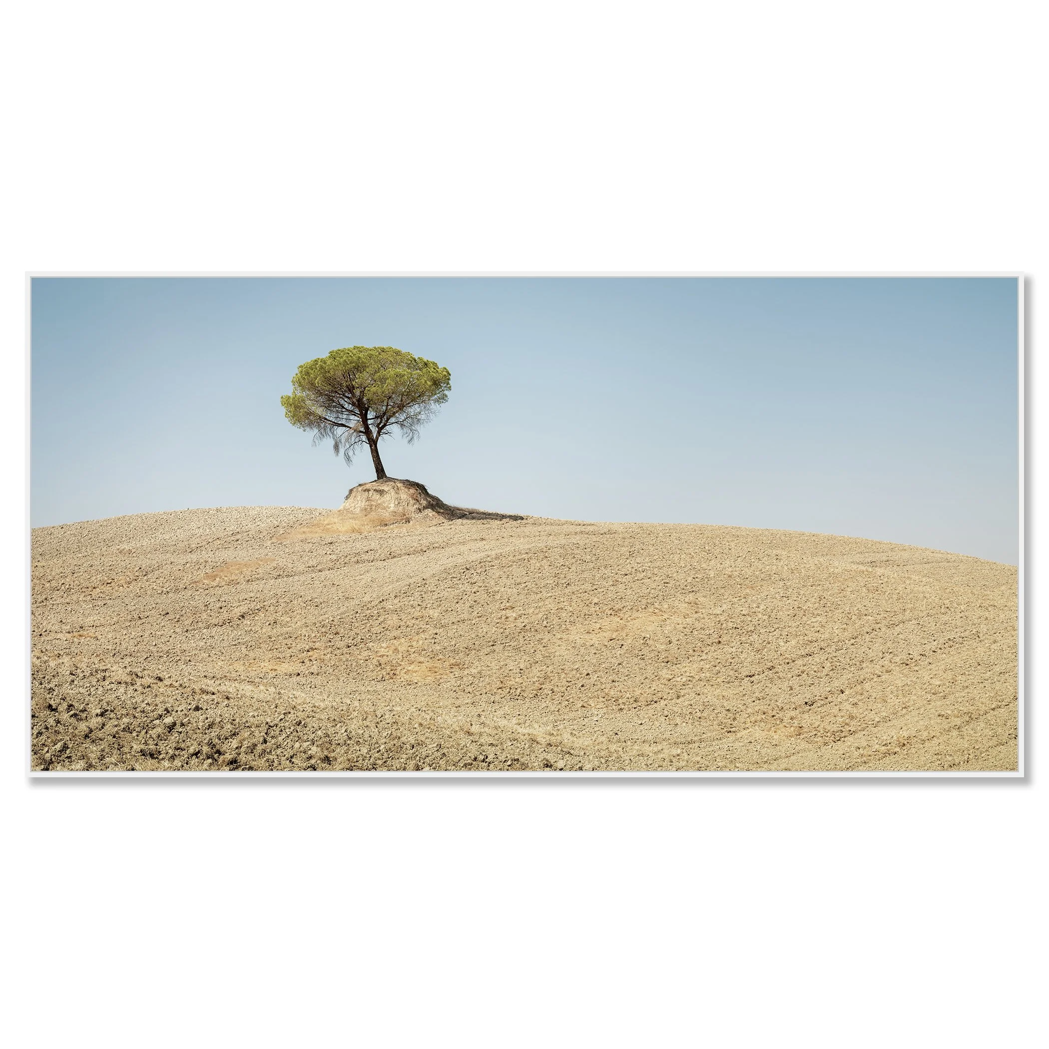 © 2021 Gerald Berghammer - Color Fine Art Landscape Photography. Single Italian Stone Pines on a small hill in a dry, barren landscape under a clear blue sky. Chromaluxe framed white