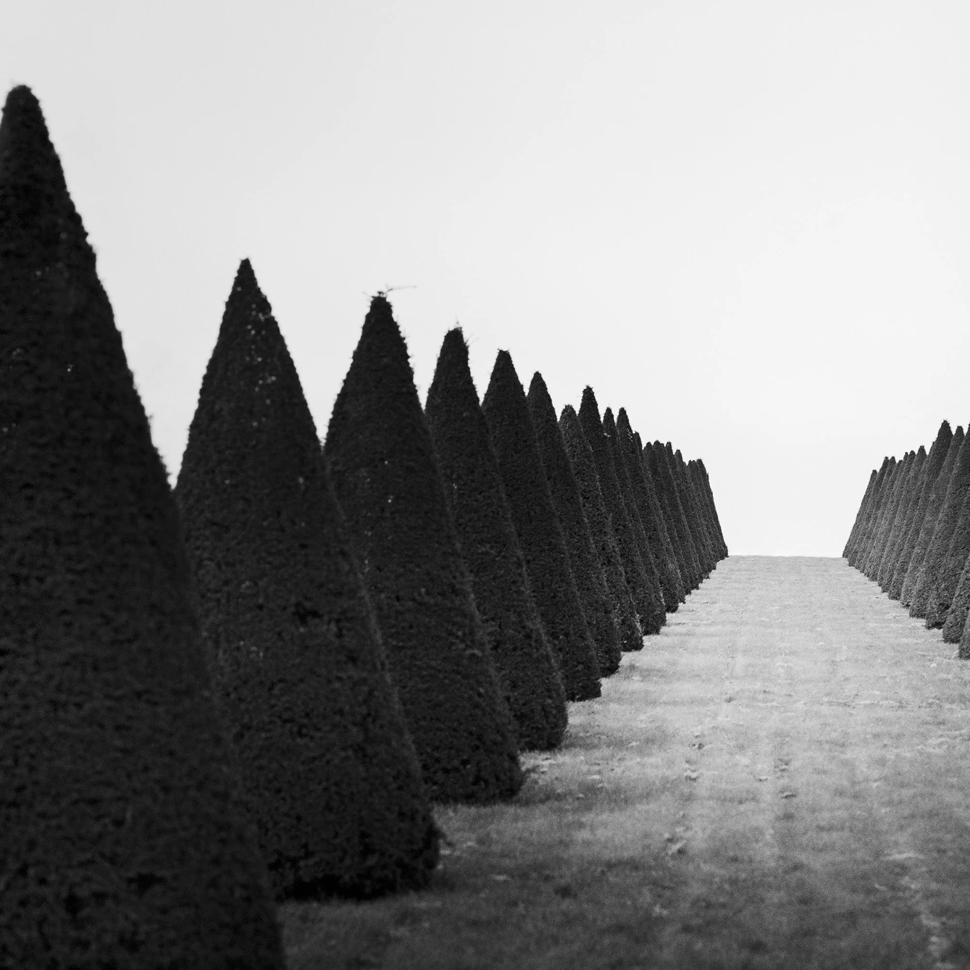 Detail of Hedges Study 4 showing the sculptural texture and repeating forms of the Versailles hedges by Gerald Berghammer.