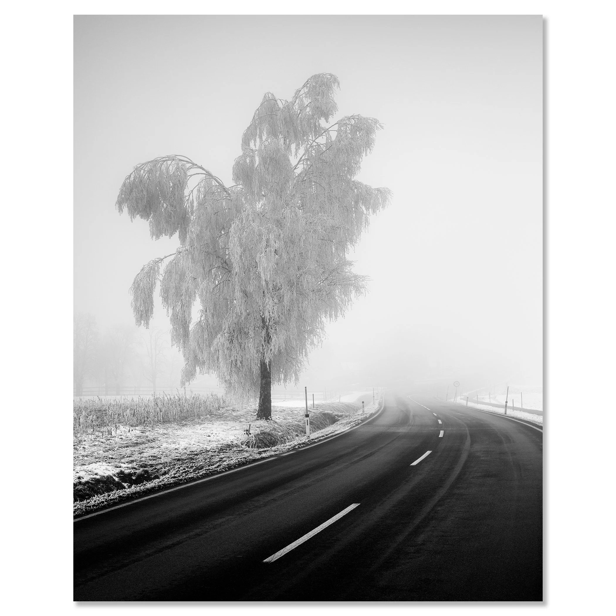 Frost-covered tree beside a winding country road in dense winter fog – dibond frameless