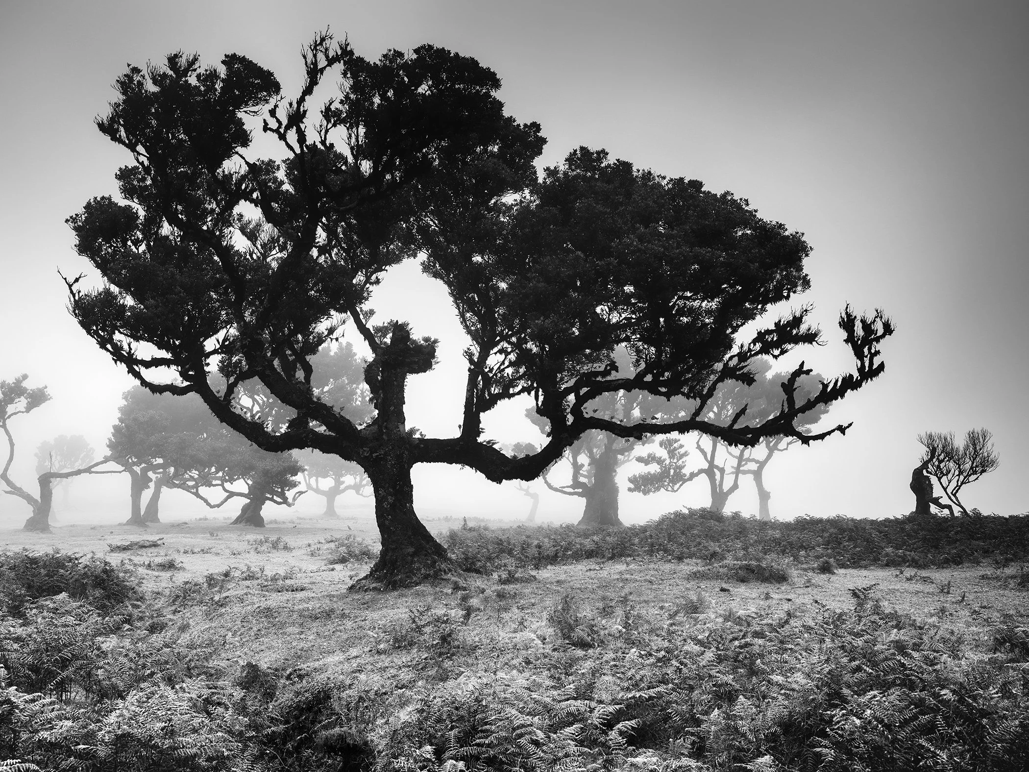 Black and white photograph of gnarled trees in mist in Fanal, Madeira