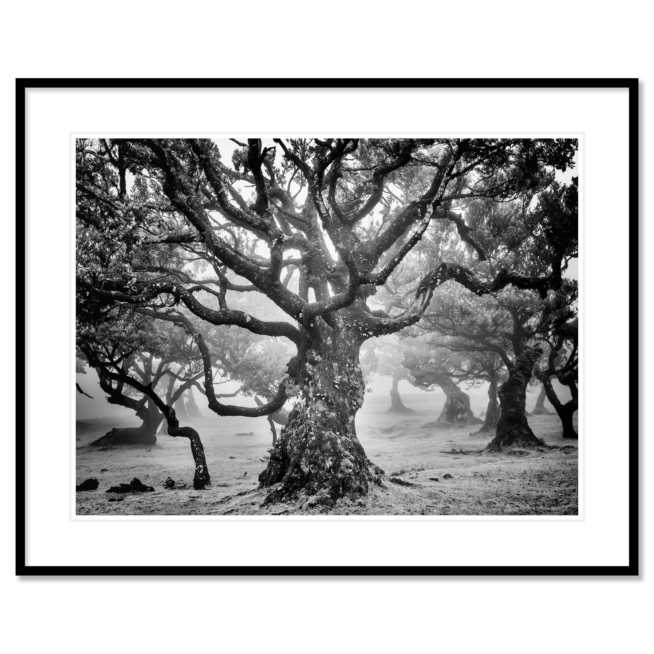 Ancient Laurisilva Forest Study 7 by Gerald Berghammer, black-and-white fine art print of Fanal Forest in a black aluminium frame with a white mount.