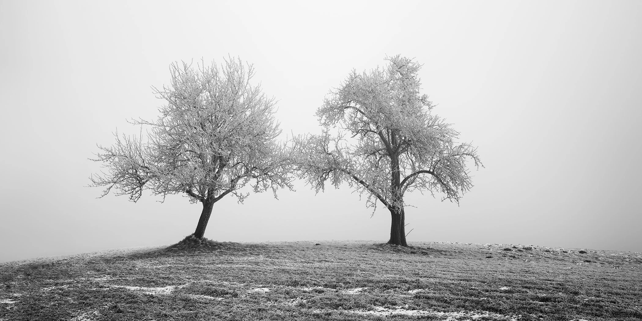 Two frost-covered trees standing on a grassy hill in a misty winter landscape