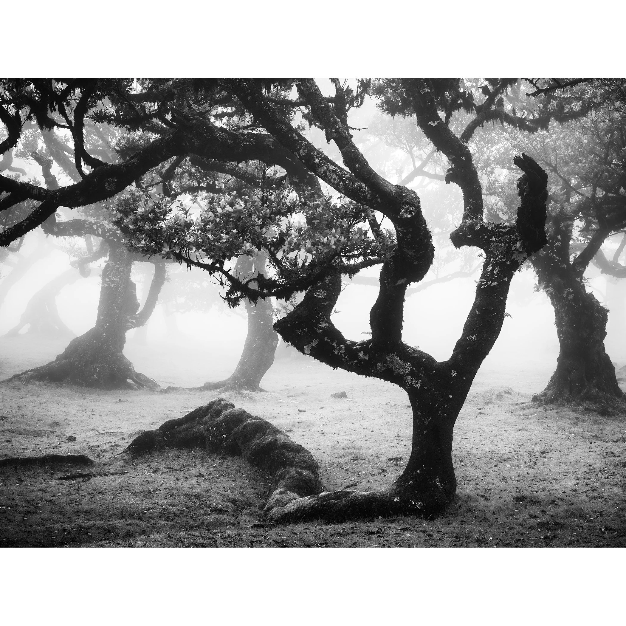 Ancient Laurisilva Forest, Study 13 – black-and-white photograph of twisted laurel trees in fog in Fanal, Madeira, by Gerald Berghammer.