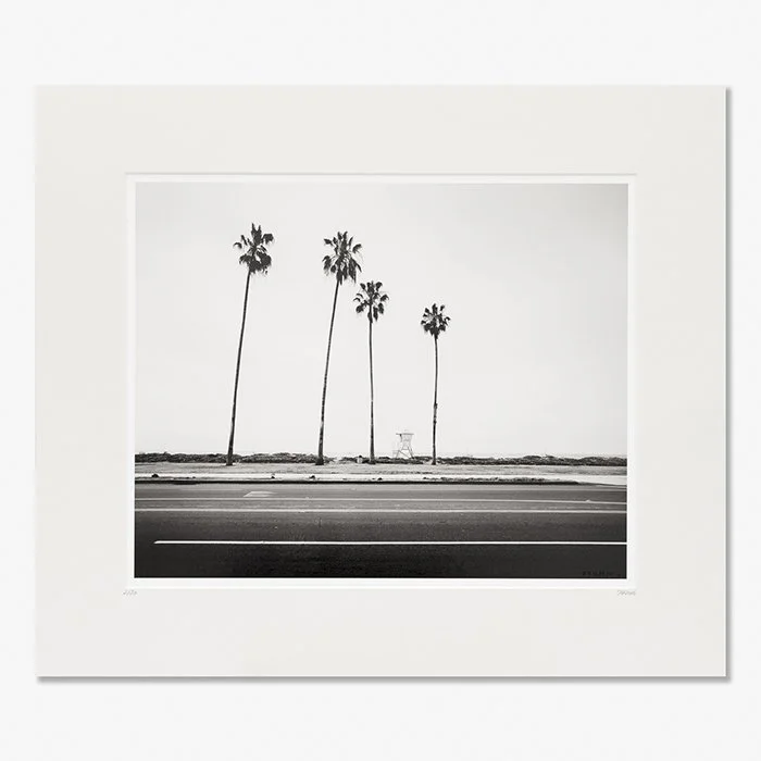 Palm Tree Study 4, CA, USA, Edition 2/20