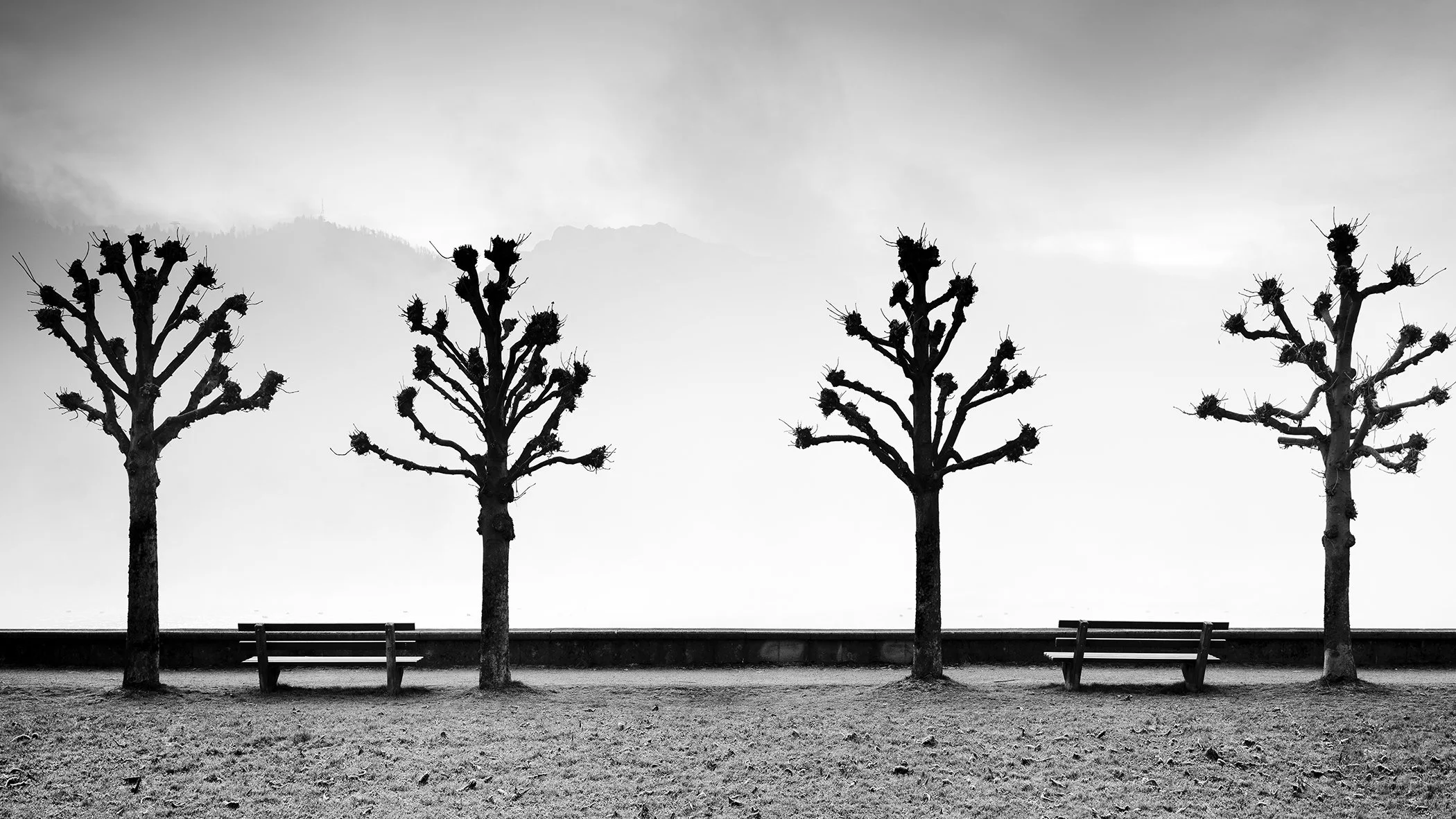 Esplanade with Chestnut Trees by Gerald Berghammer, black-and-white fine art photograph of four chestnut trees beside Lake Traunsee in Gmunden, Austria.