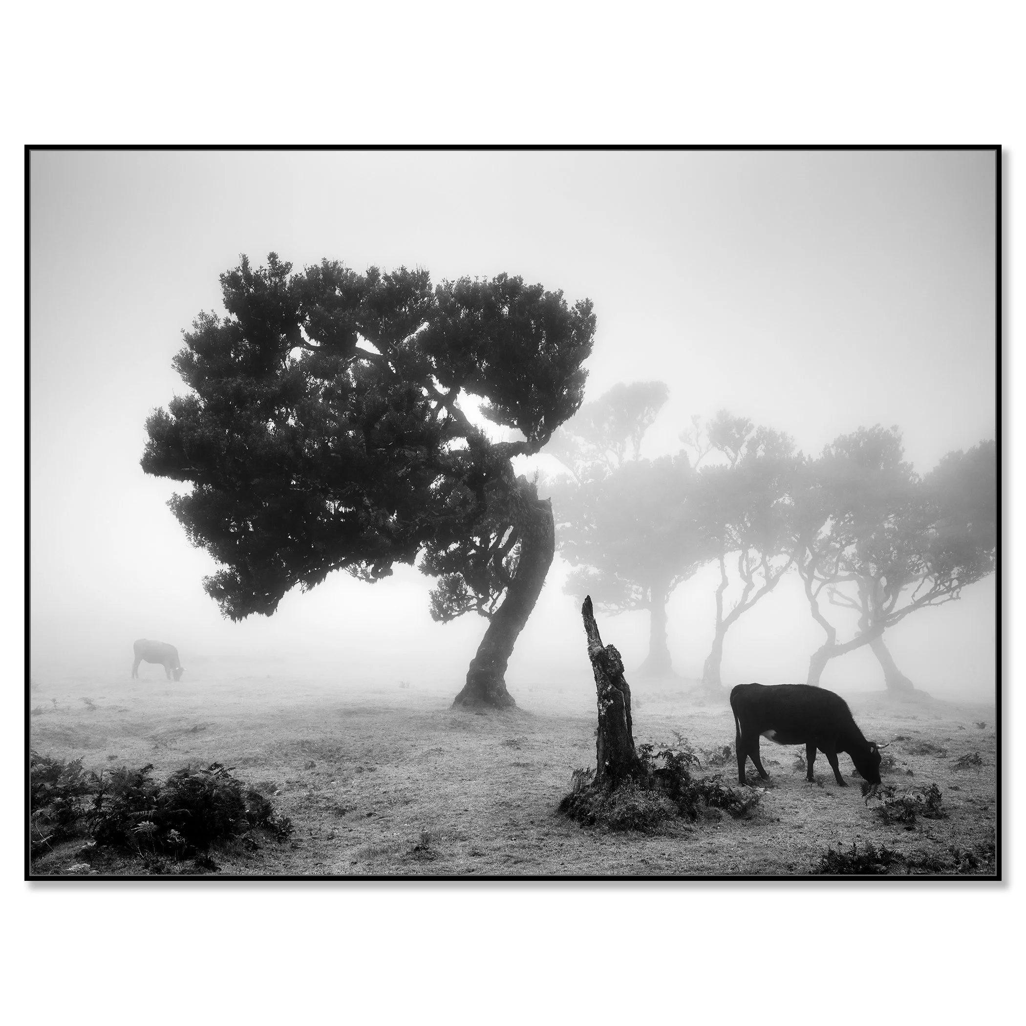 Cows on a Foggy Pasture, Study 1 – Madeira photograph on Dibond in a black aluminium ArtBox frame by Gerald Berghammer.