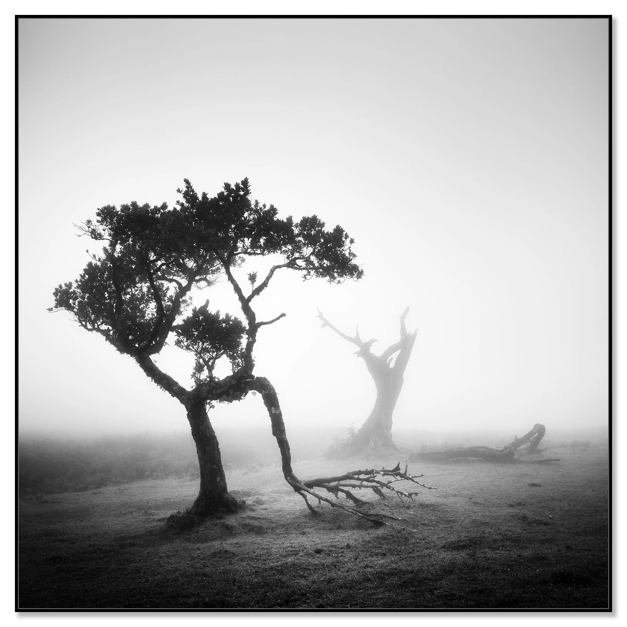 Monochrome mystic landscape photograph showing two bare trees in fog on Madeira, with one tree tilted and partly down – framed ArtBox black