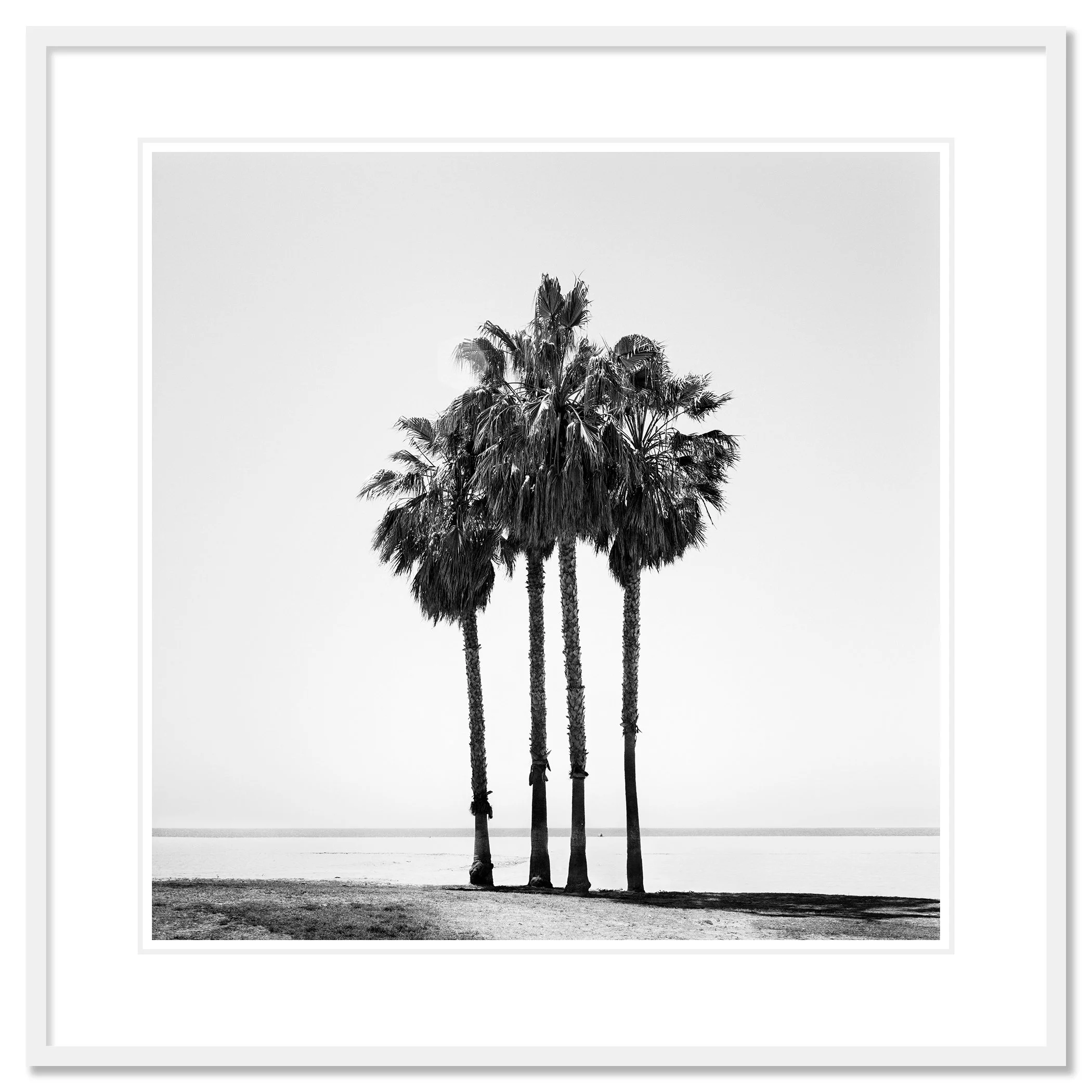 Four Palm Trees – California, USA as an archival pigment print in a white aluminium frame with a white mount by Gerald Berghammer.