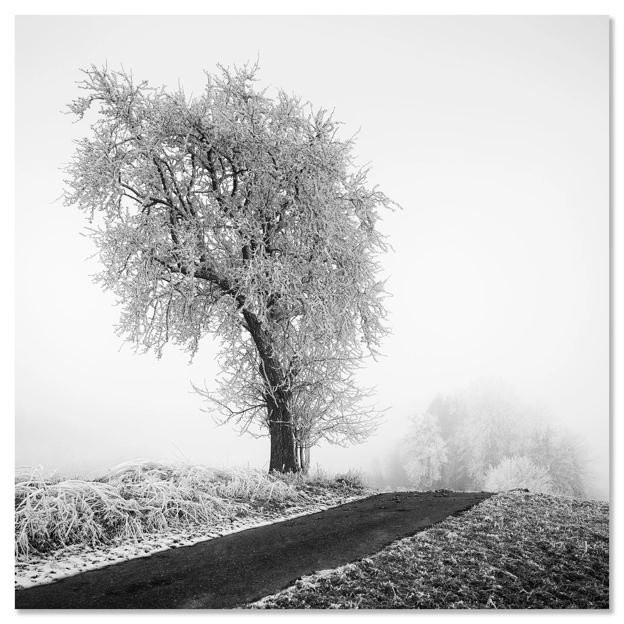 Frost-covered tree standing next to a narrow countryside road in thick fog, ChromaLuxe frameless