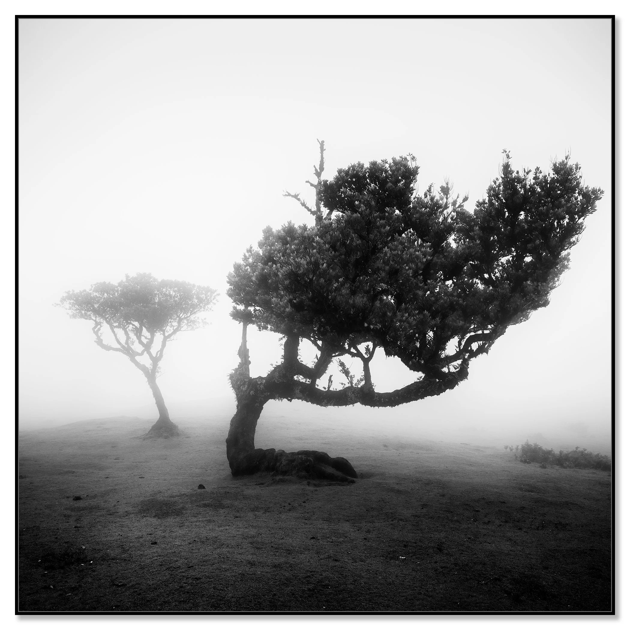 Wind-shaped tree in coastal fog, calm atmospheric black-and-white scene – framed ArtBox black