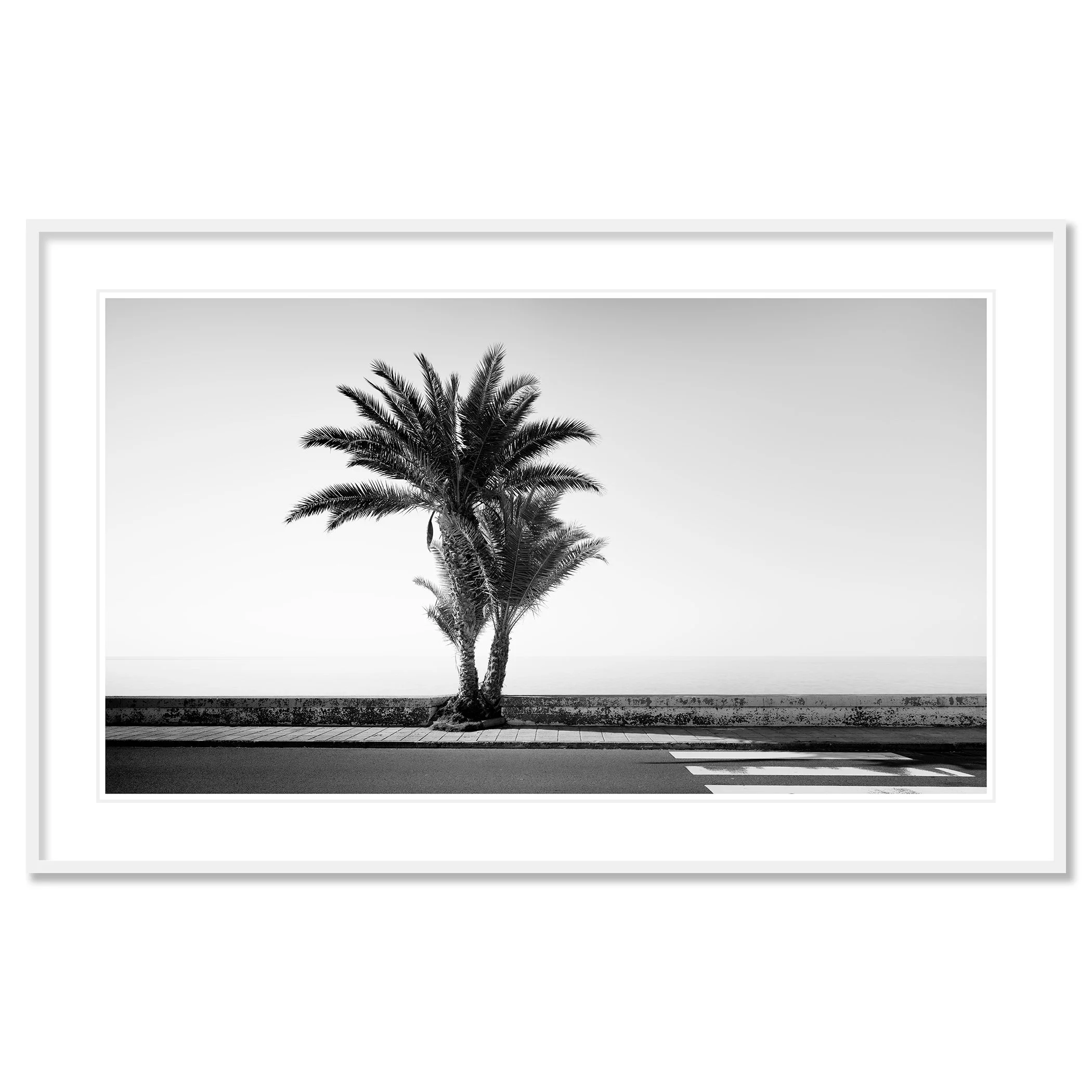 Palm Tree on the Roadside Study 2 by Gerald Berghammer, black-and-white fine art print in a white aluminium frame with white mount.