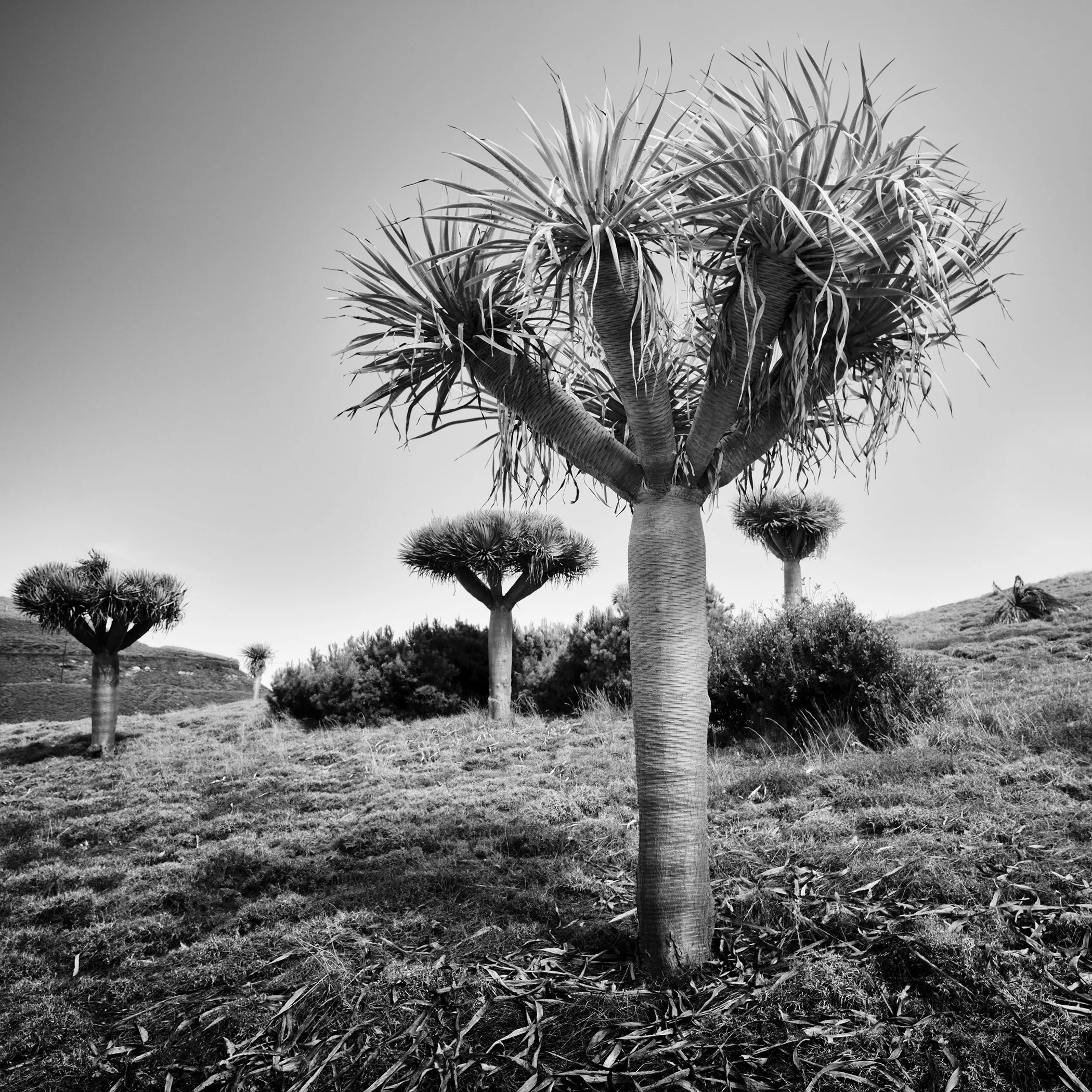 Dragon tree grove in a rugged hillside landscape, photographed in black and white
