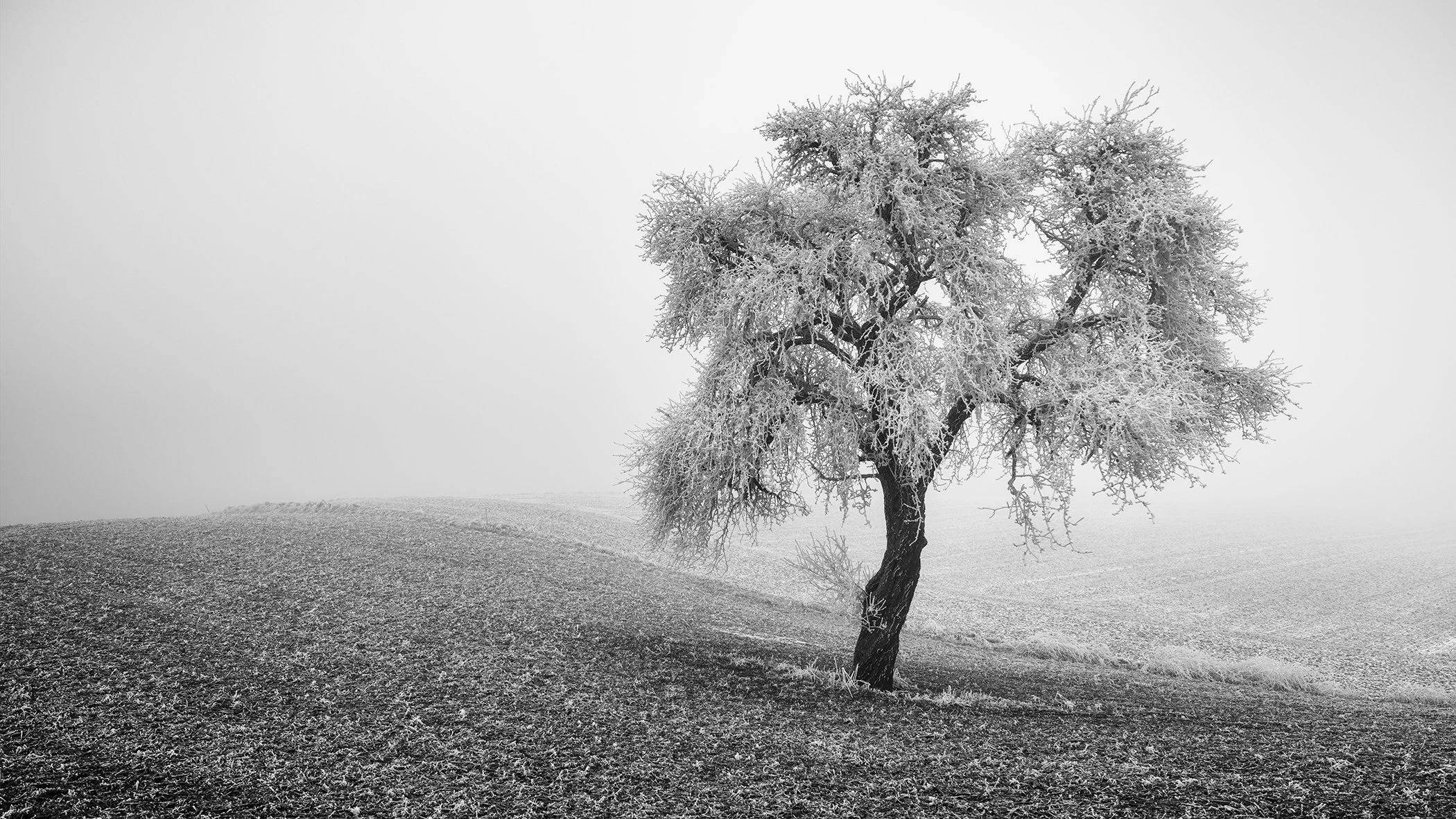 Tree in Frozen Field Panorama Study 1 – minimalist black-and-white photograph of a solitary frost-covered tree in Austria by Gerald Berghammer.