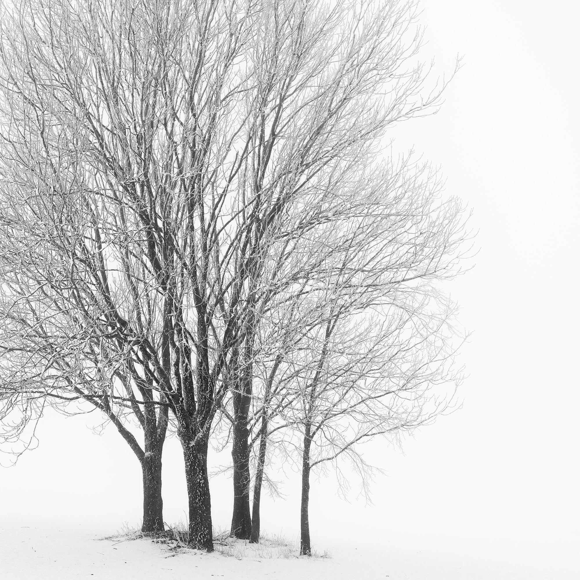 Close-up of the black-and-white tonal range and tree branches in Five Minimalist Winter Trees in the Snow – Austria