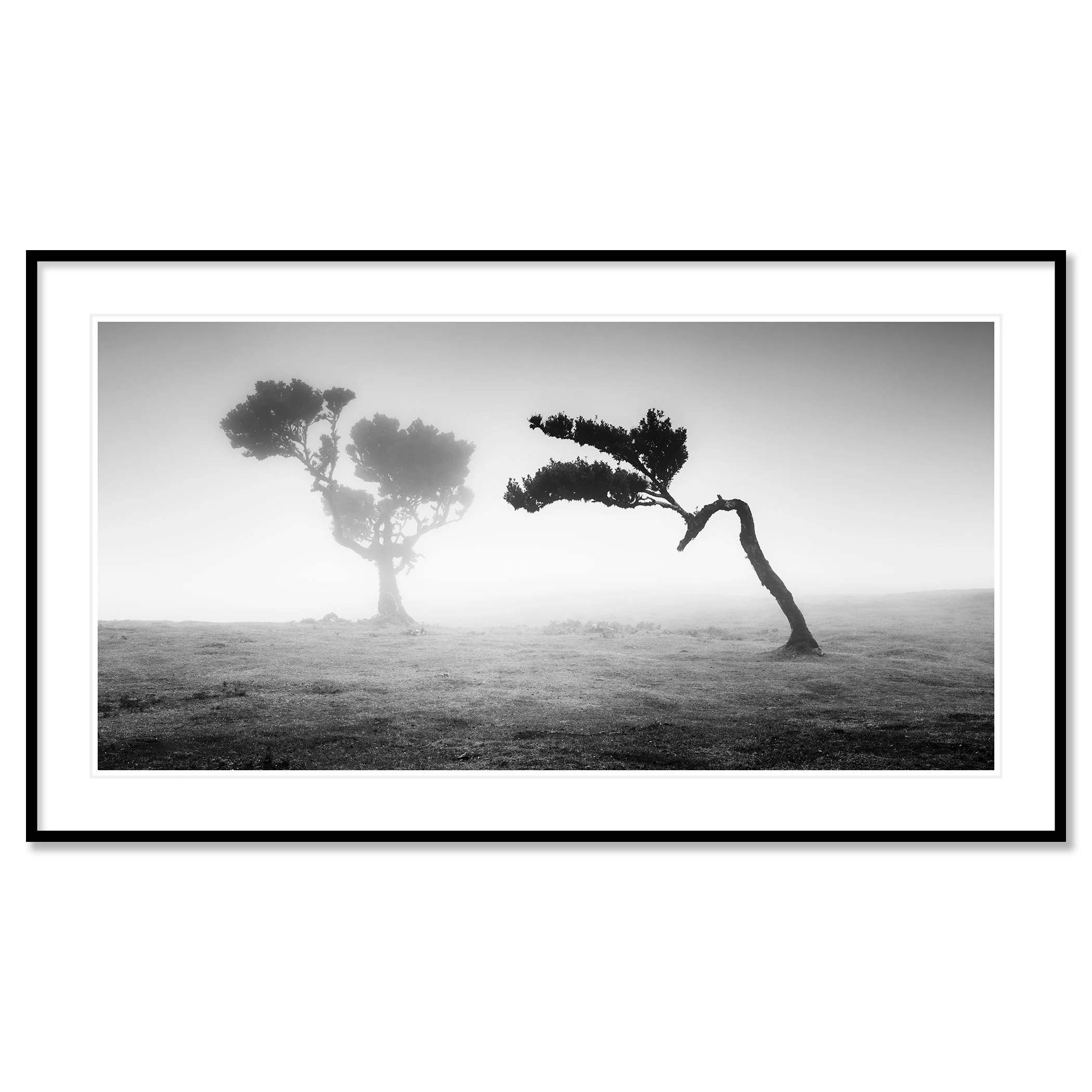 Two Trees in the Mist Panorama by Gerald Berghammer presented in a black aluminium frame with a white mount.