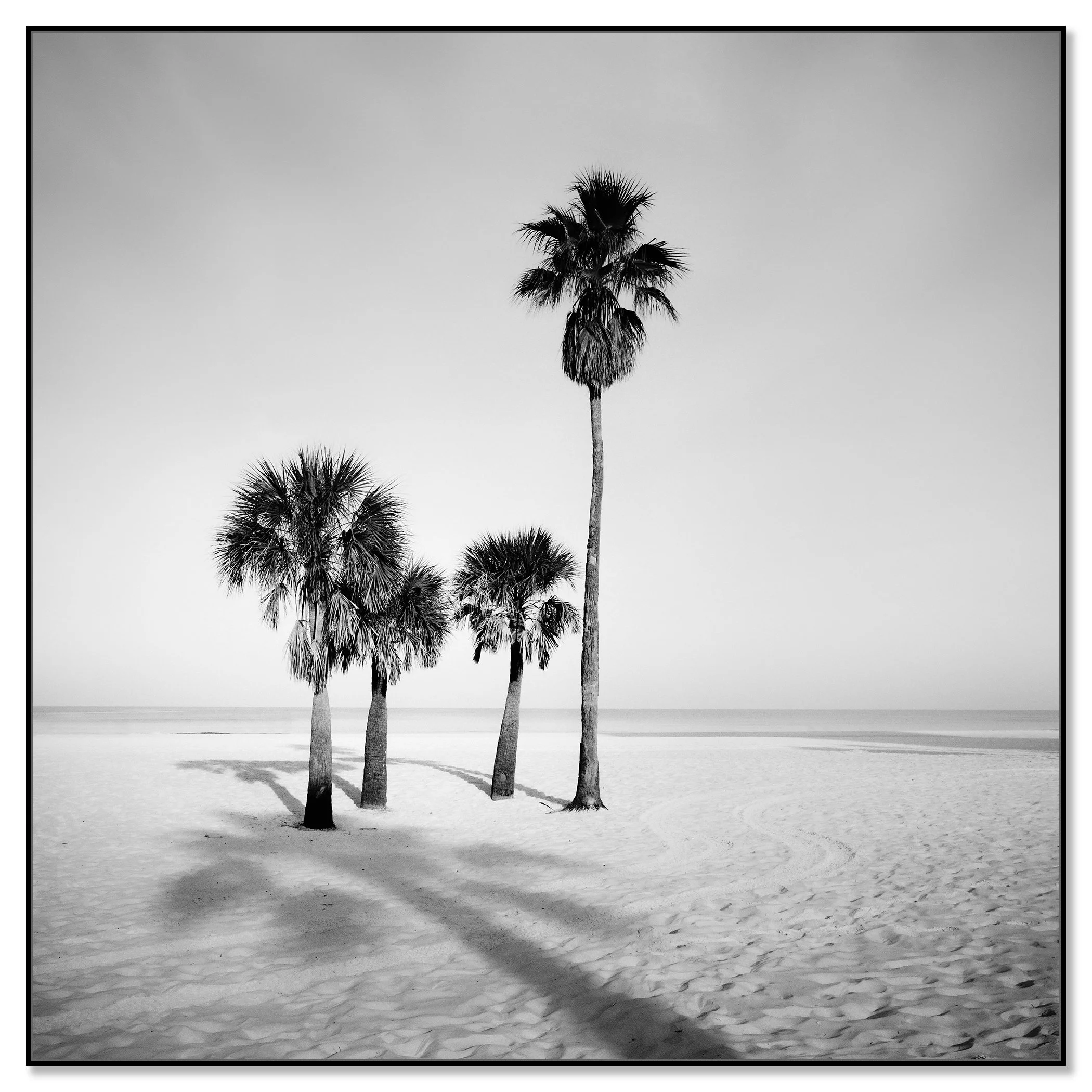 Palm Beach Study 6 displayed in a black aluminium ArtBox frame by Gerald Berghammer.