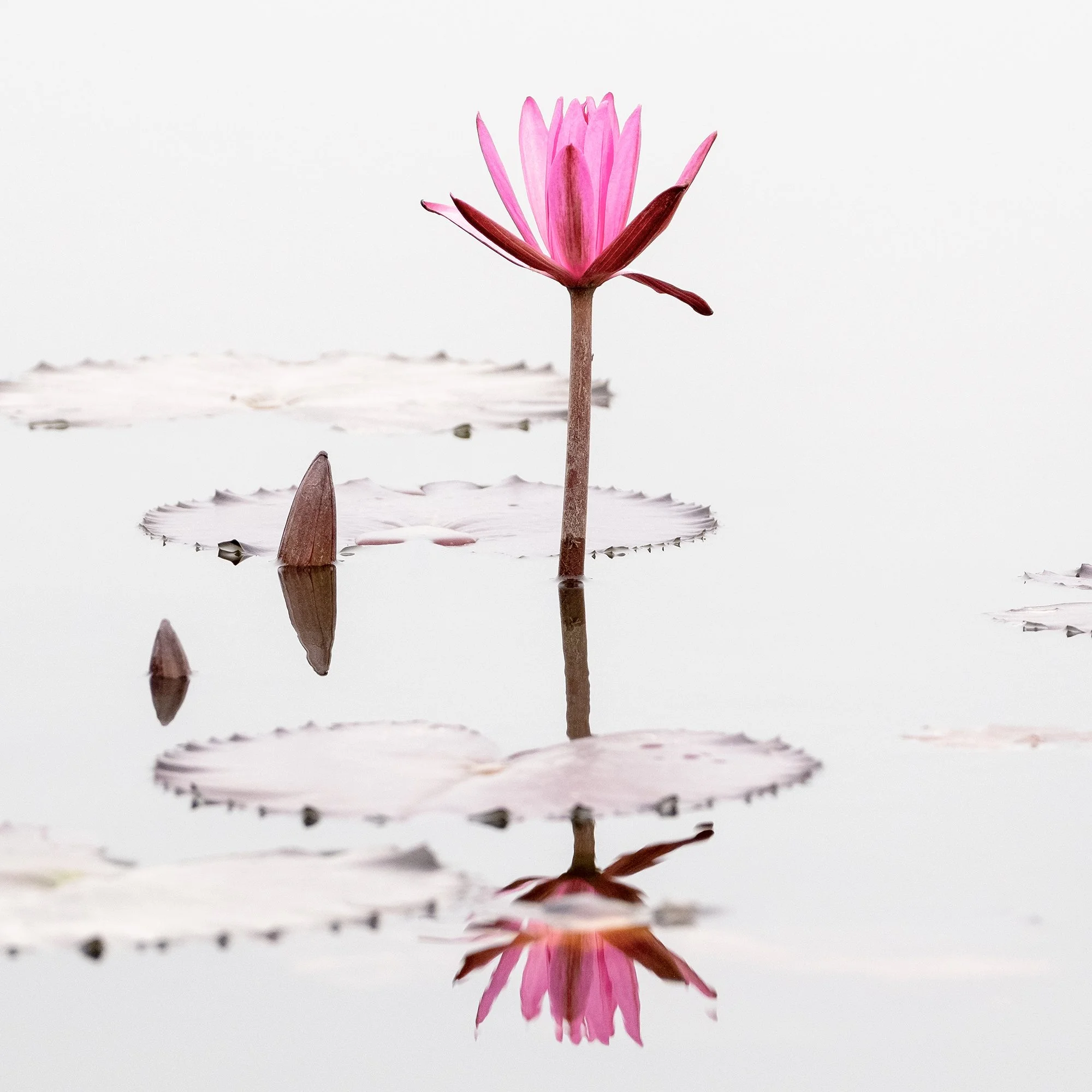 © 2025 Gerald Berghammer - Color long exposure seascape Photography. Three pink water lilies with open petals floating on water, with their reflections visible. Print detail 3