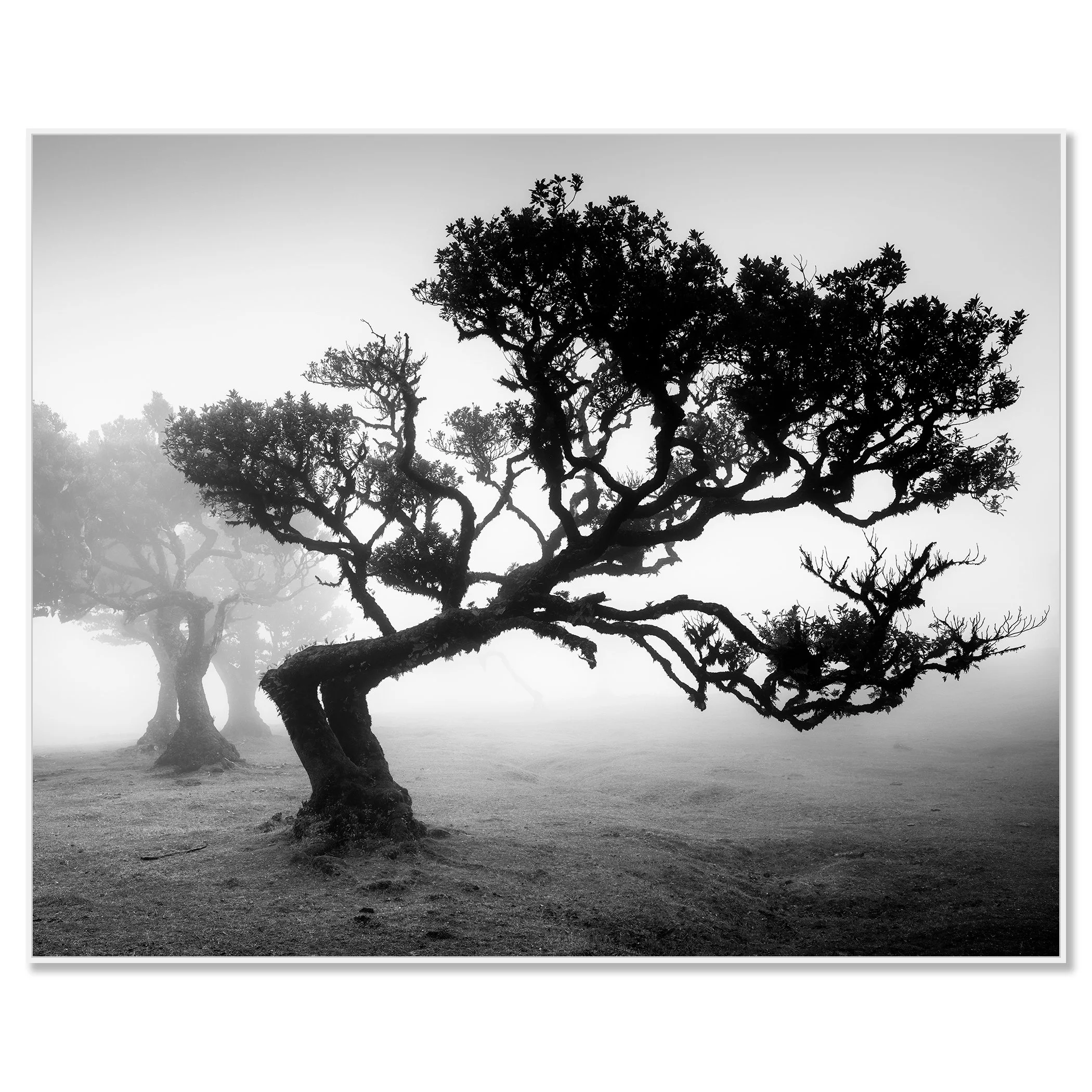 Ancient Laurisilva Forest Study 1 mounted on aluminium Dibond in a white ArtBox frame by Gerald Berghammer.
