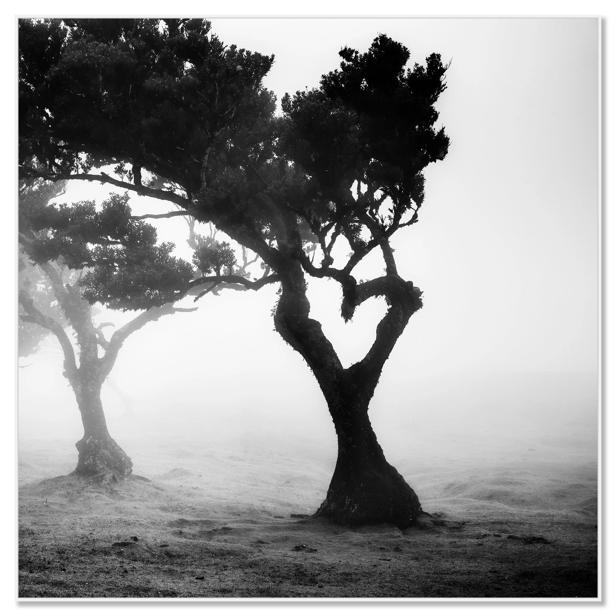 gerald-berghammer-love-in-the-mist-forest-portugal-dibond-artbox-white.jpg