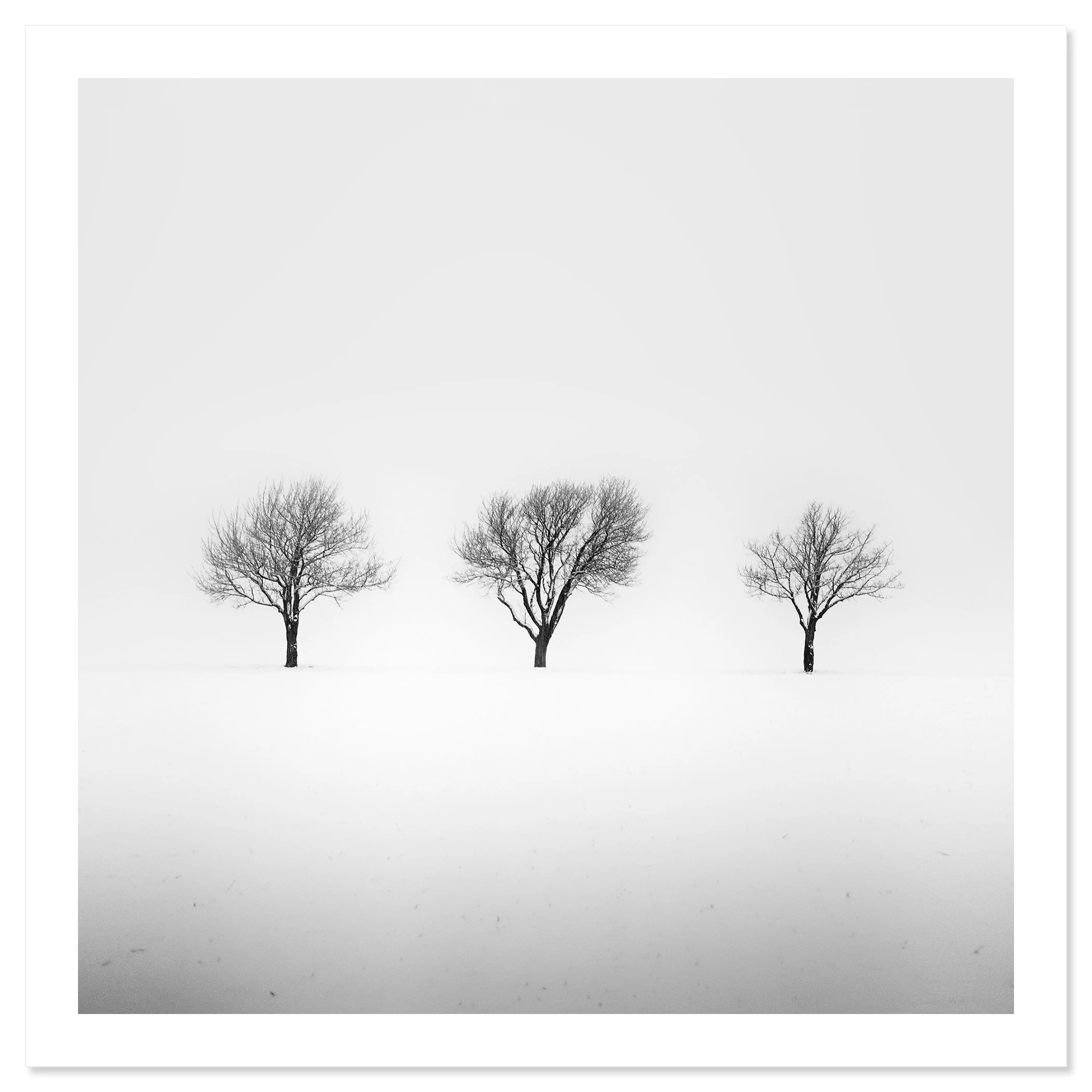 Three Trees in a Snowy Field, Study 2 as an archival pigment print by Gerald Berghammer.