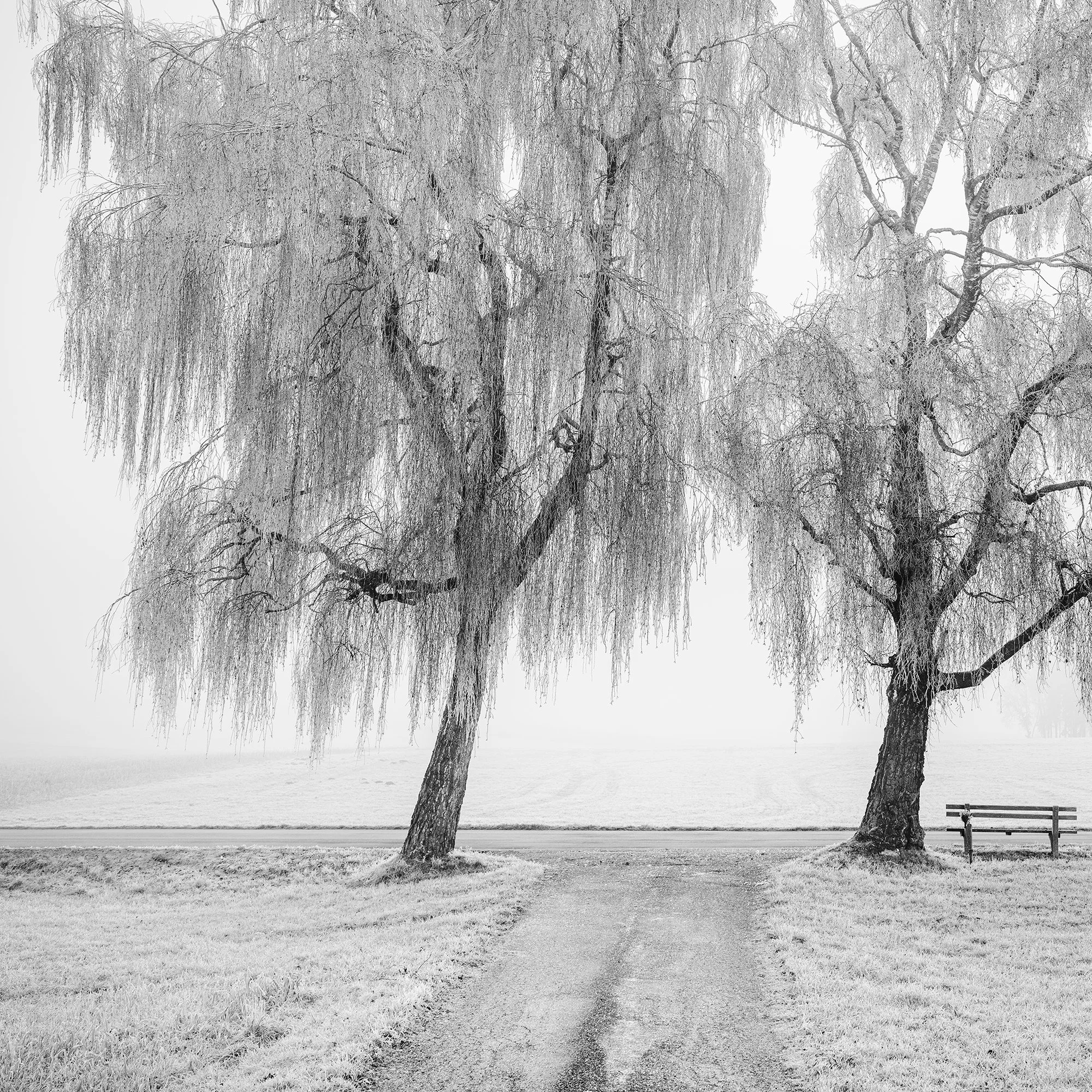 © 2025 Gerald Berghammer - Black and white landscape photography. Two leafless trees near a park bench on a foggy day, with a dirt path leading towards the trees. Print detail 1
