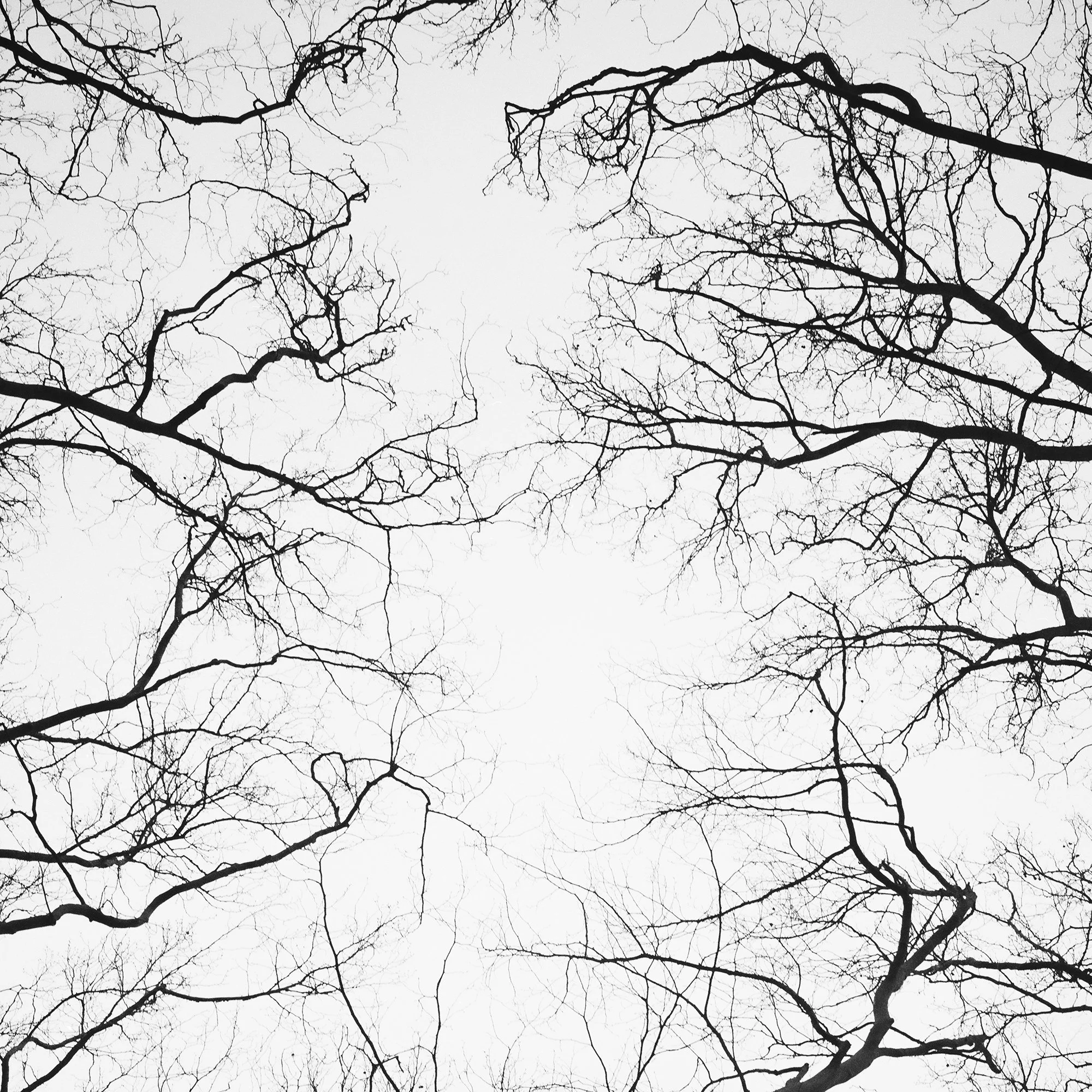 © 2017 Gerald Berghammer - Black and white abstract landscape photography. Leafless tree branches against a gray sky, looking up from the ground, Paris. Print detail 3