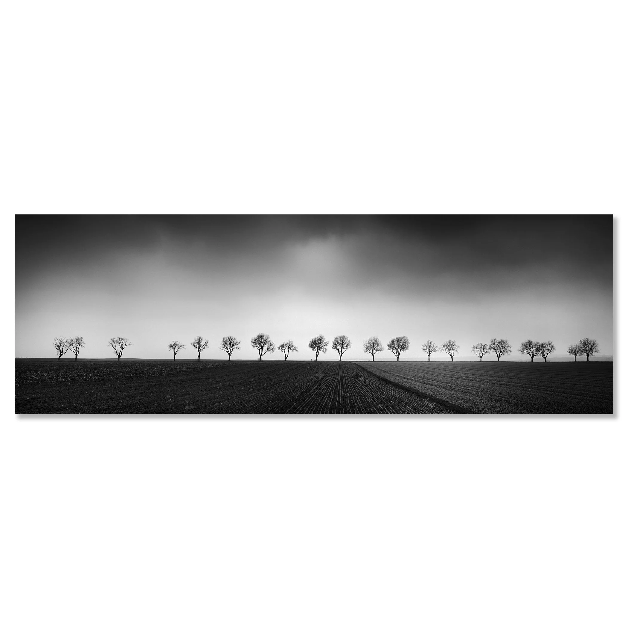 Gerald Berghammer - Black and white panorama photography. Landscape with a row of leafless trees across a flat field under a cloudy sky. Chromaluxe frameless