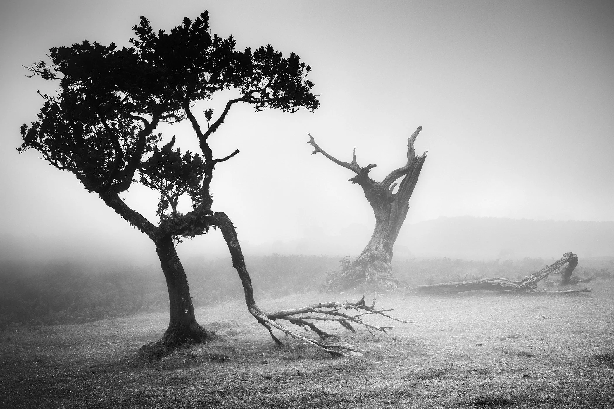 Fog-draped laurisilva woodland with mossy trees and rolling grassland at Fanal, Madeira, Portugal, serene mood