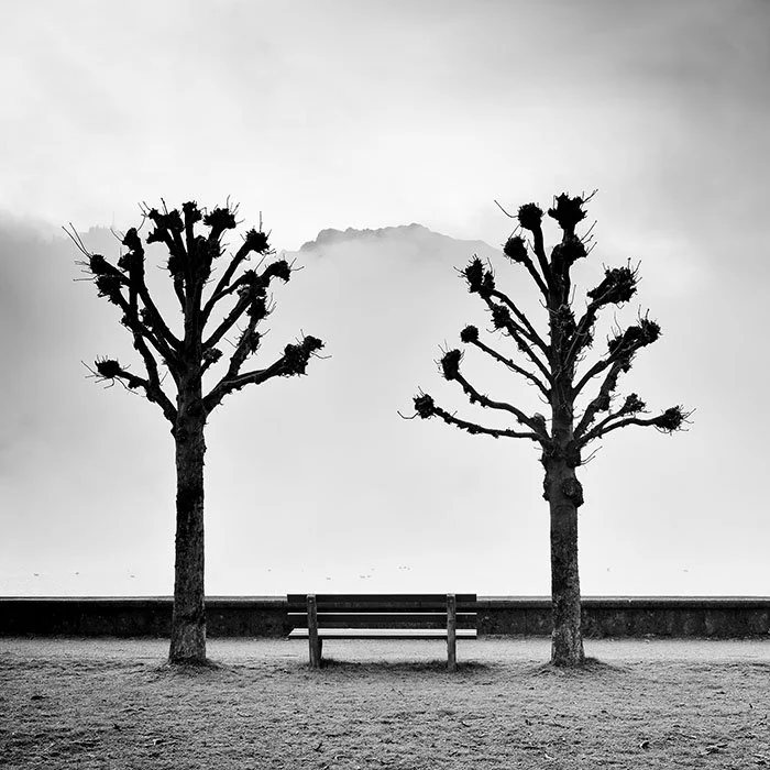 Chestnut Trees Along the Promenade – Austria | Gerald Berghammer