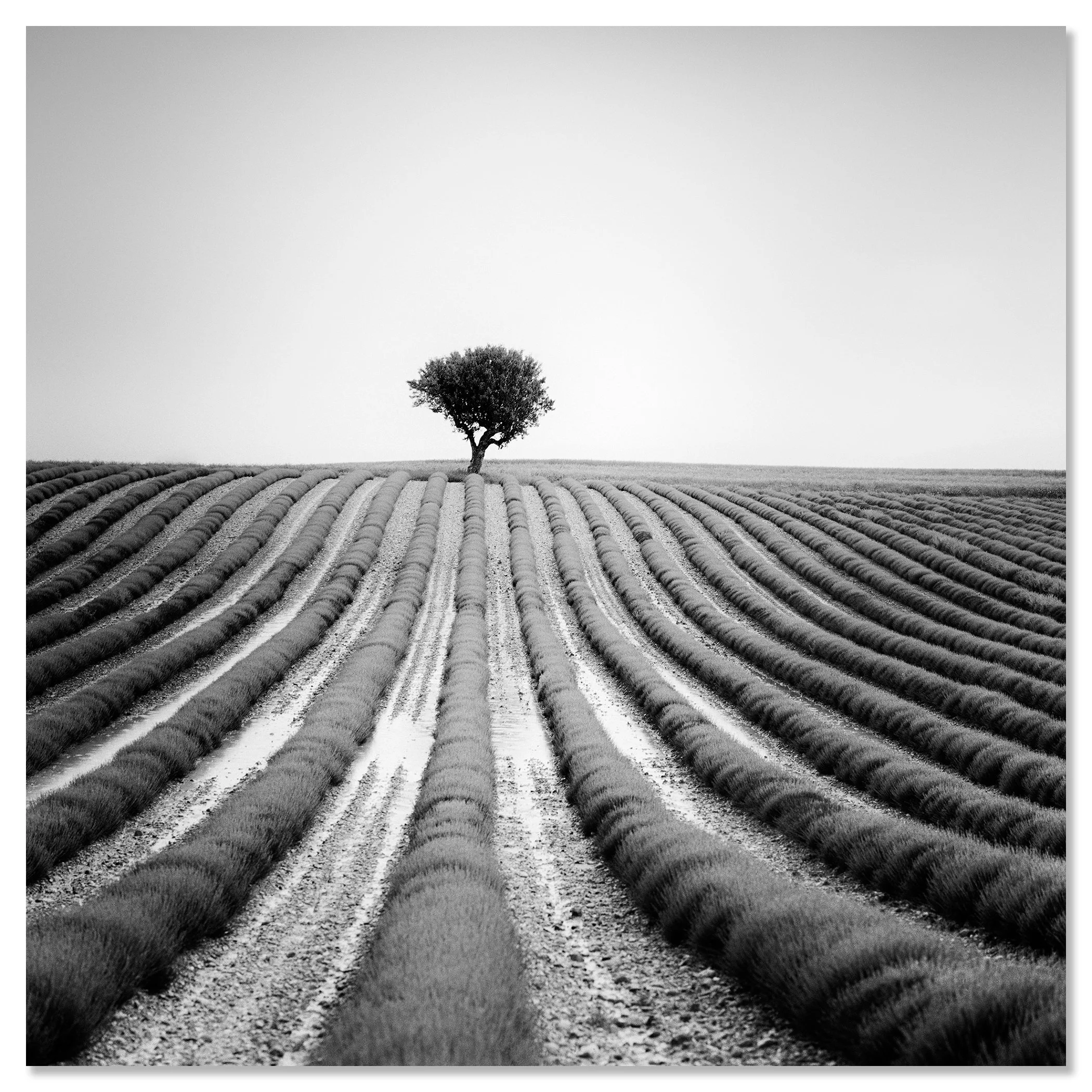 Lonely Tree in Lavender – France, black-and-white photograph mounted on aluminium Dibond, frameless.