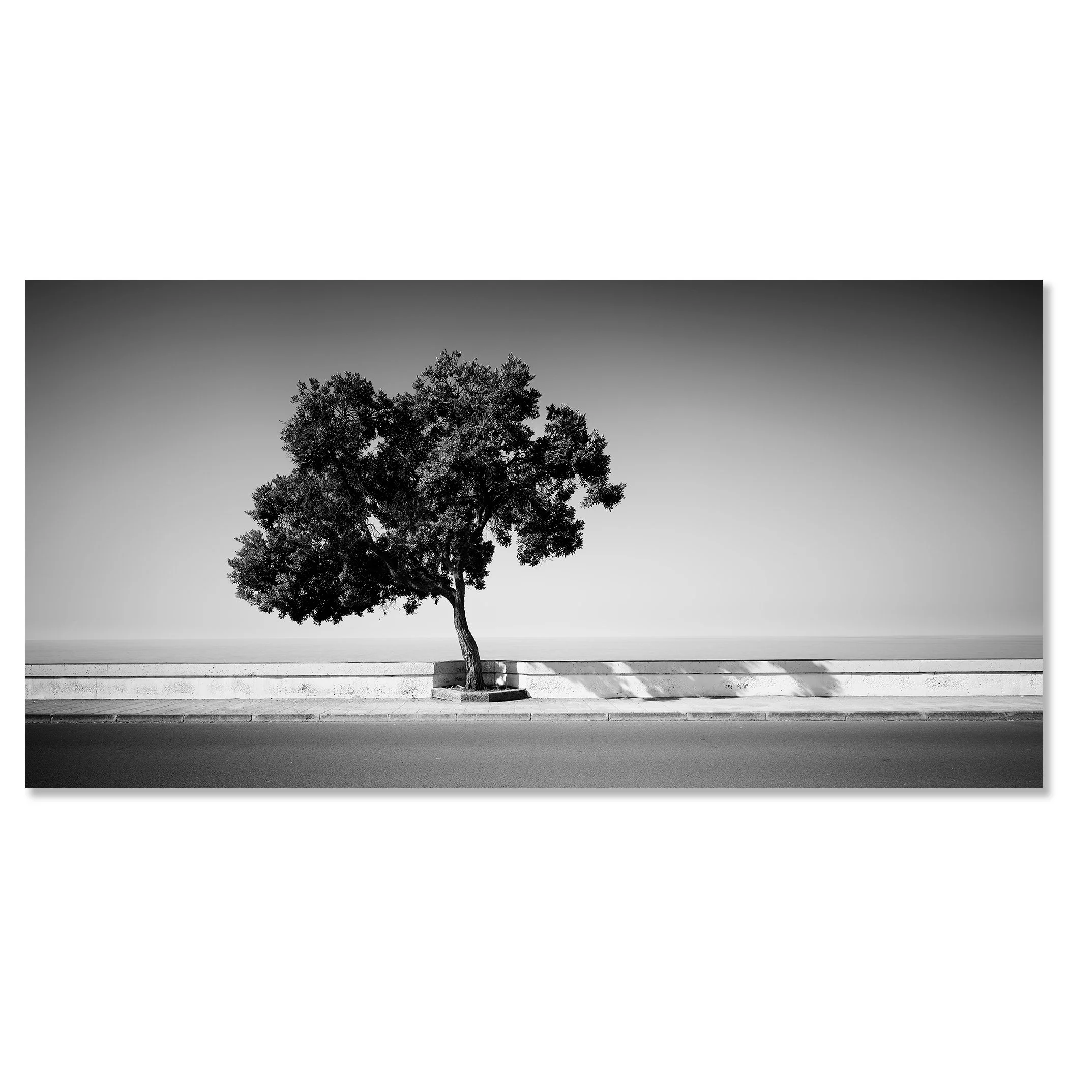 Tree by the Waterfront by Gerald Berghammer, black-and-white fine art photograph from Madeira mounted frameless on aluminium Dibond.