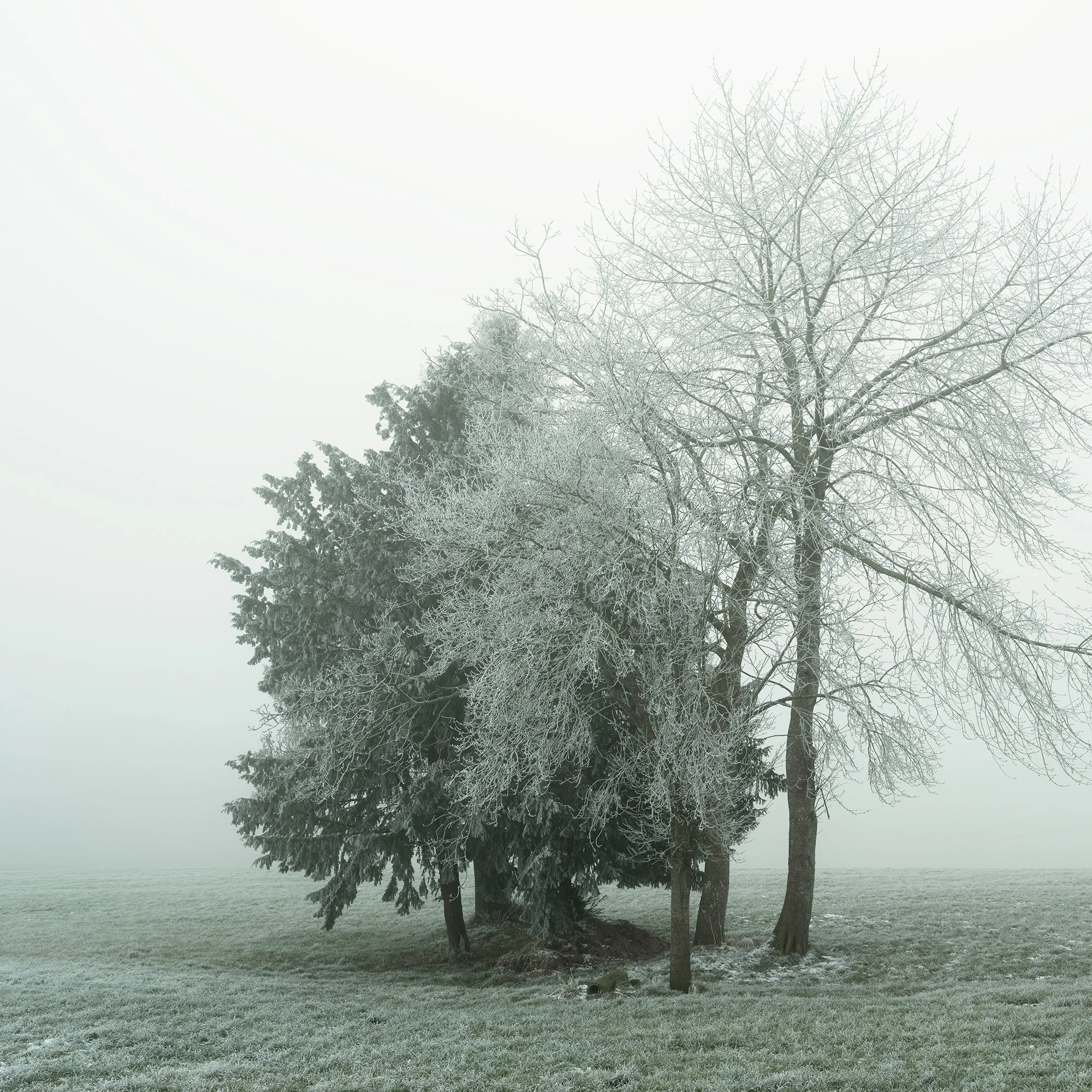 Gerald Berghammer - Color minimalist landscape photography. Frost-covered trees in a foggy winter landscape with green grass. Print detail 1