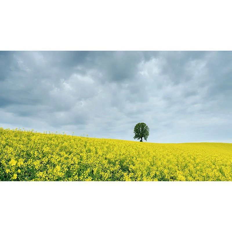 Tree in a Yellow Rapeseed Field – Austria | Gerald Berghammer