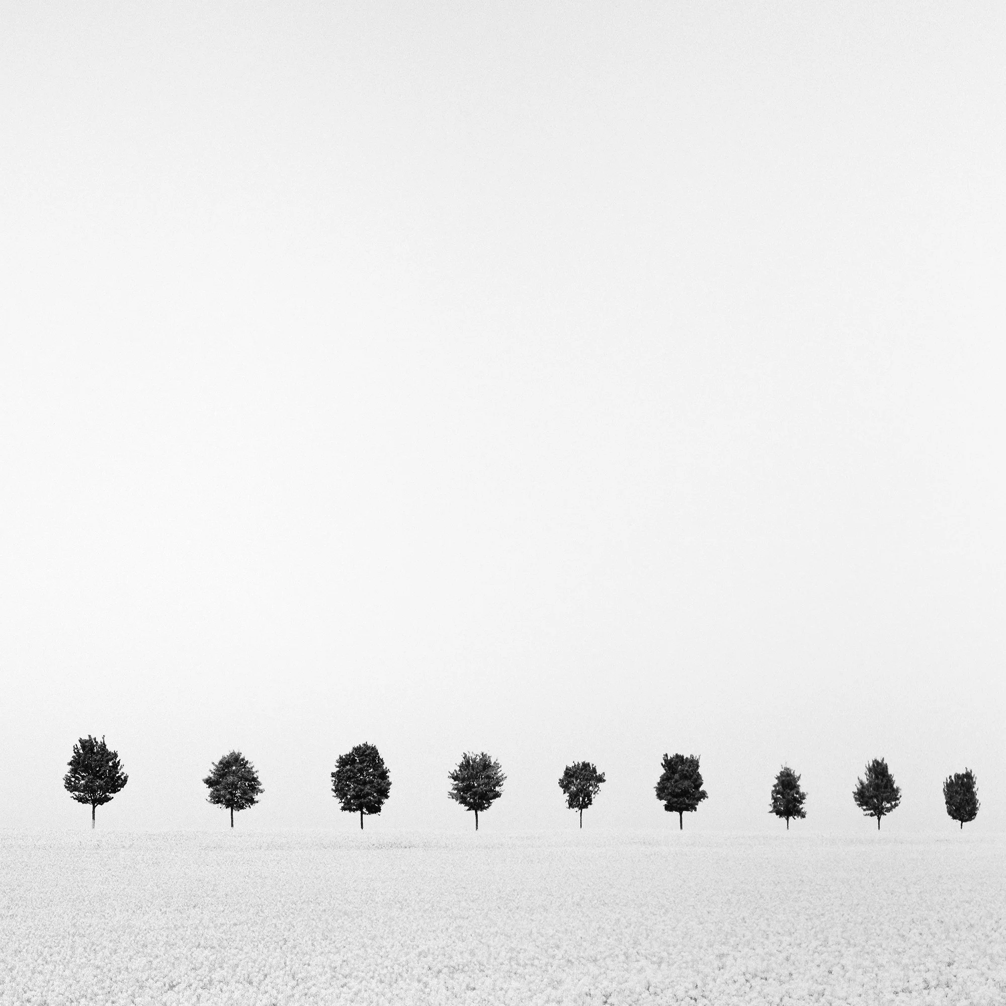 Detail of Brassica Napus Study 1 showing a minimalist row of trees beneath an expansive pale sky in France by Gerald Berghammer.