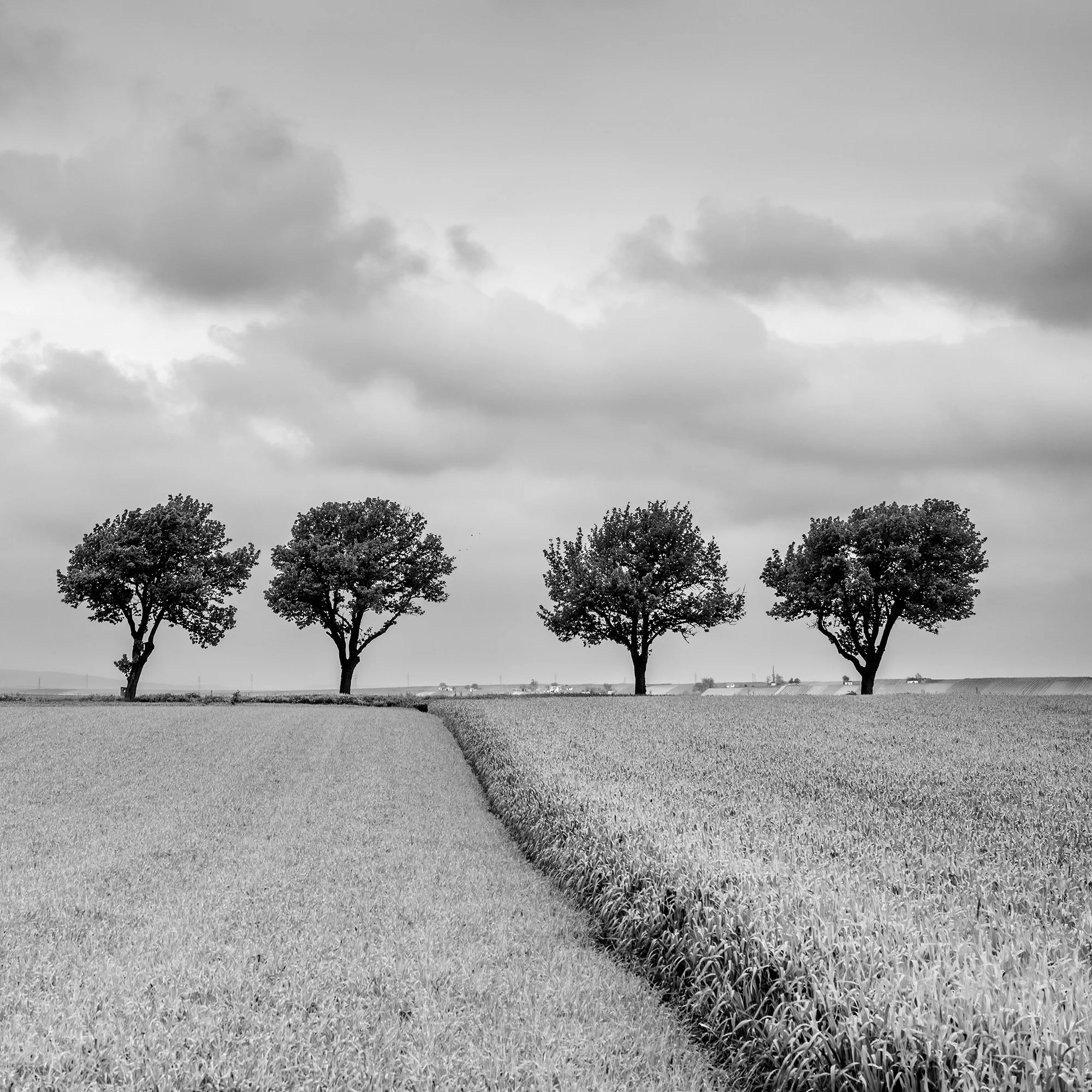 Close-up of four trees beside a curving field boundary beneath a cloudy sky in Austria. Photo by Gerald Berghammer.