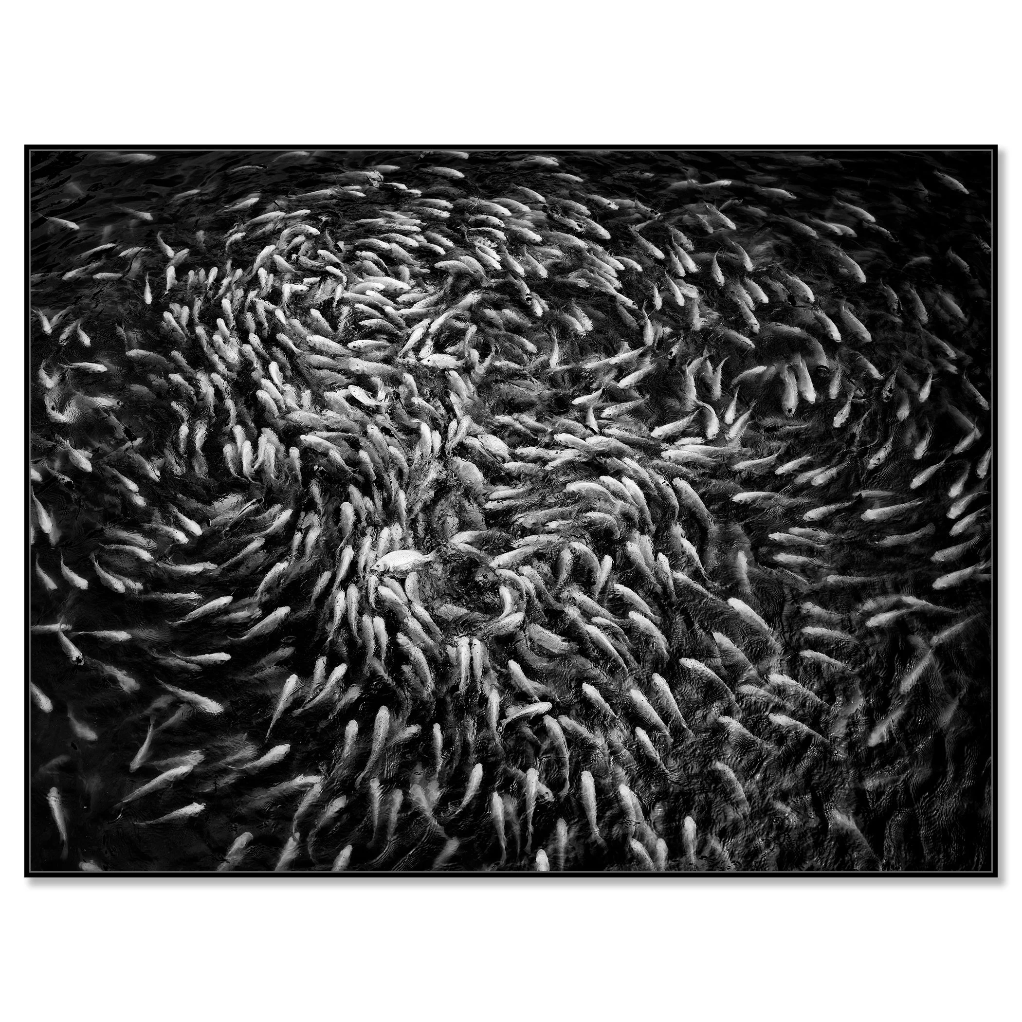 Black-and-white aerial view of a swirling shoal of fish creating spiral patterns in dark water – framed ArtBox black